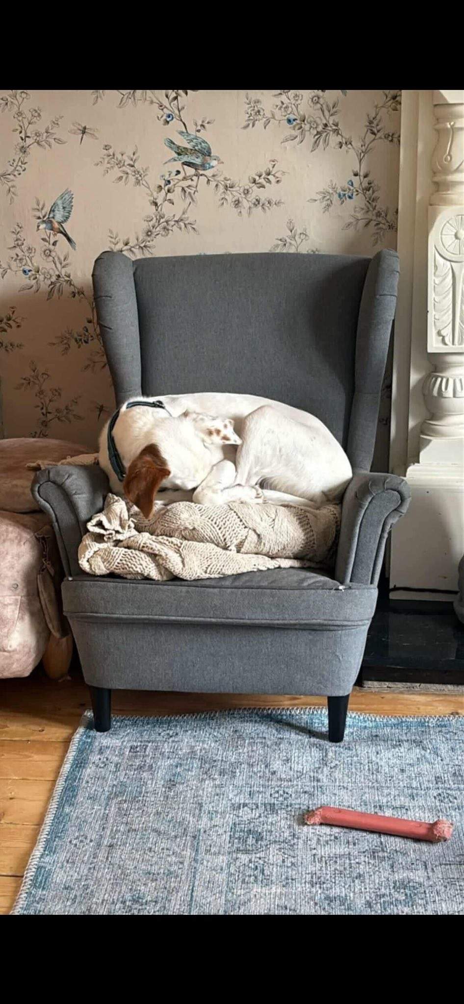 fiona_1146287211044899