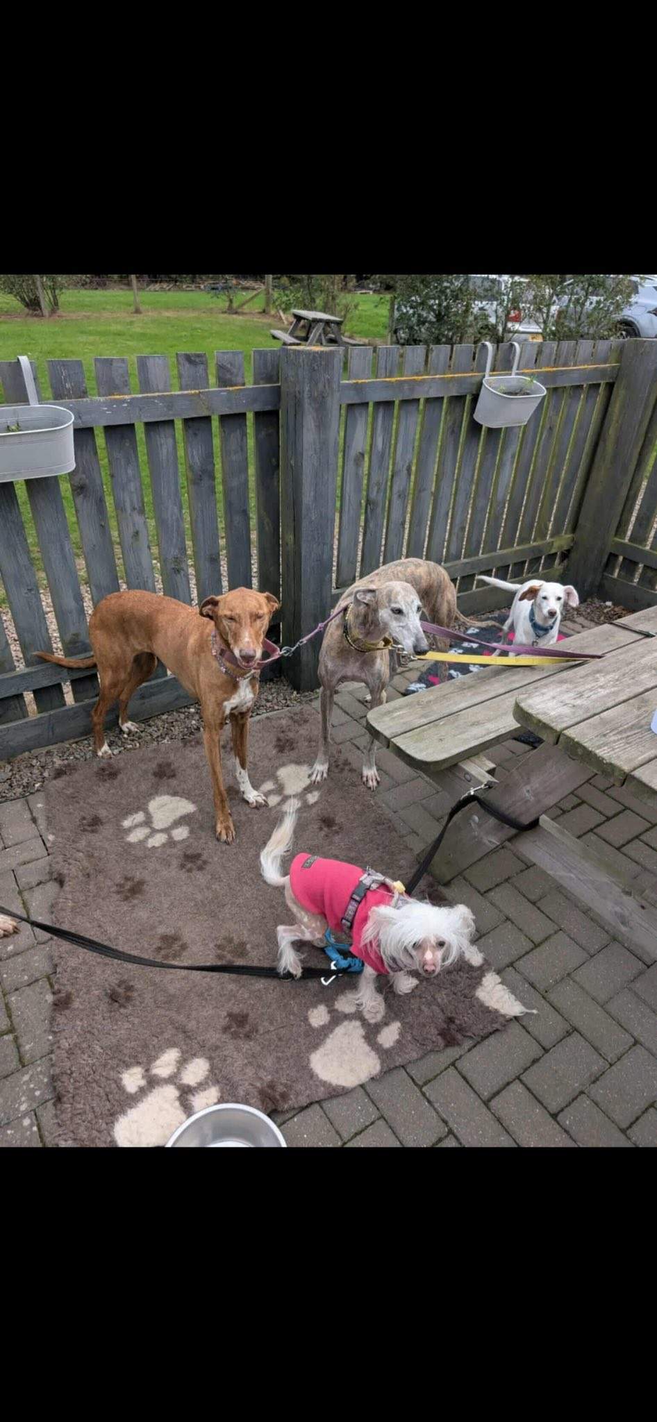 fiona_1146287257711561