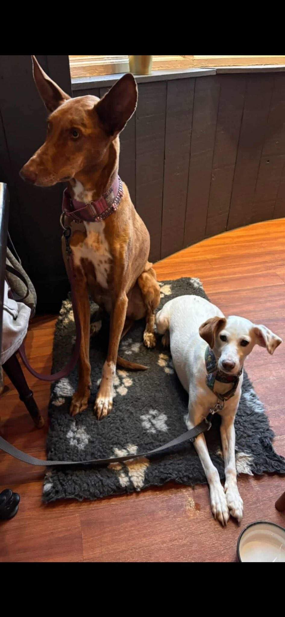 fiona_1146287314378222