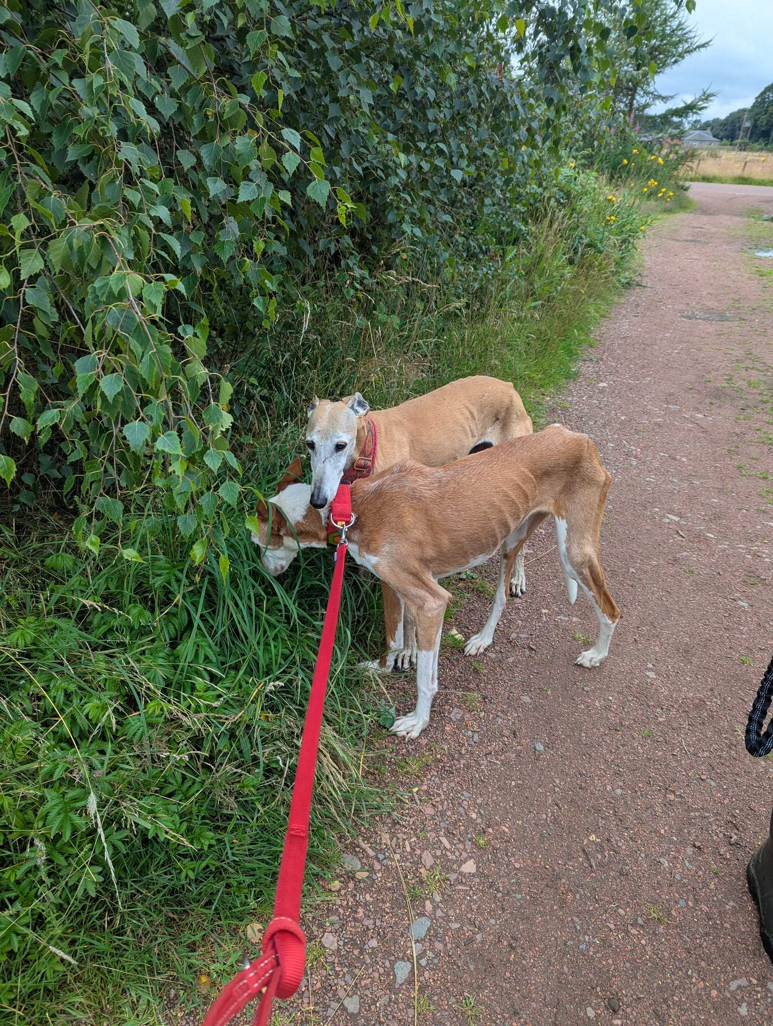 fliss_1375914558082162