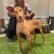 gael_1184735617200058