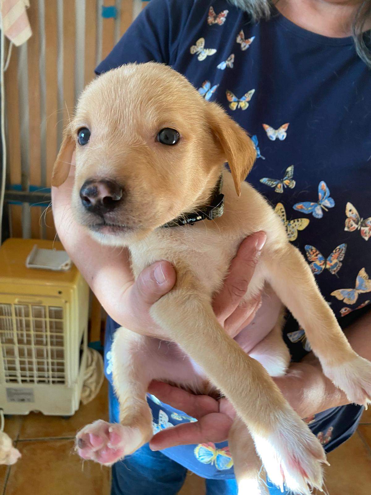 george-the-puppy_1231476629192623