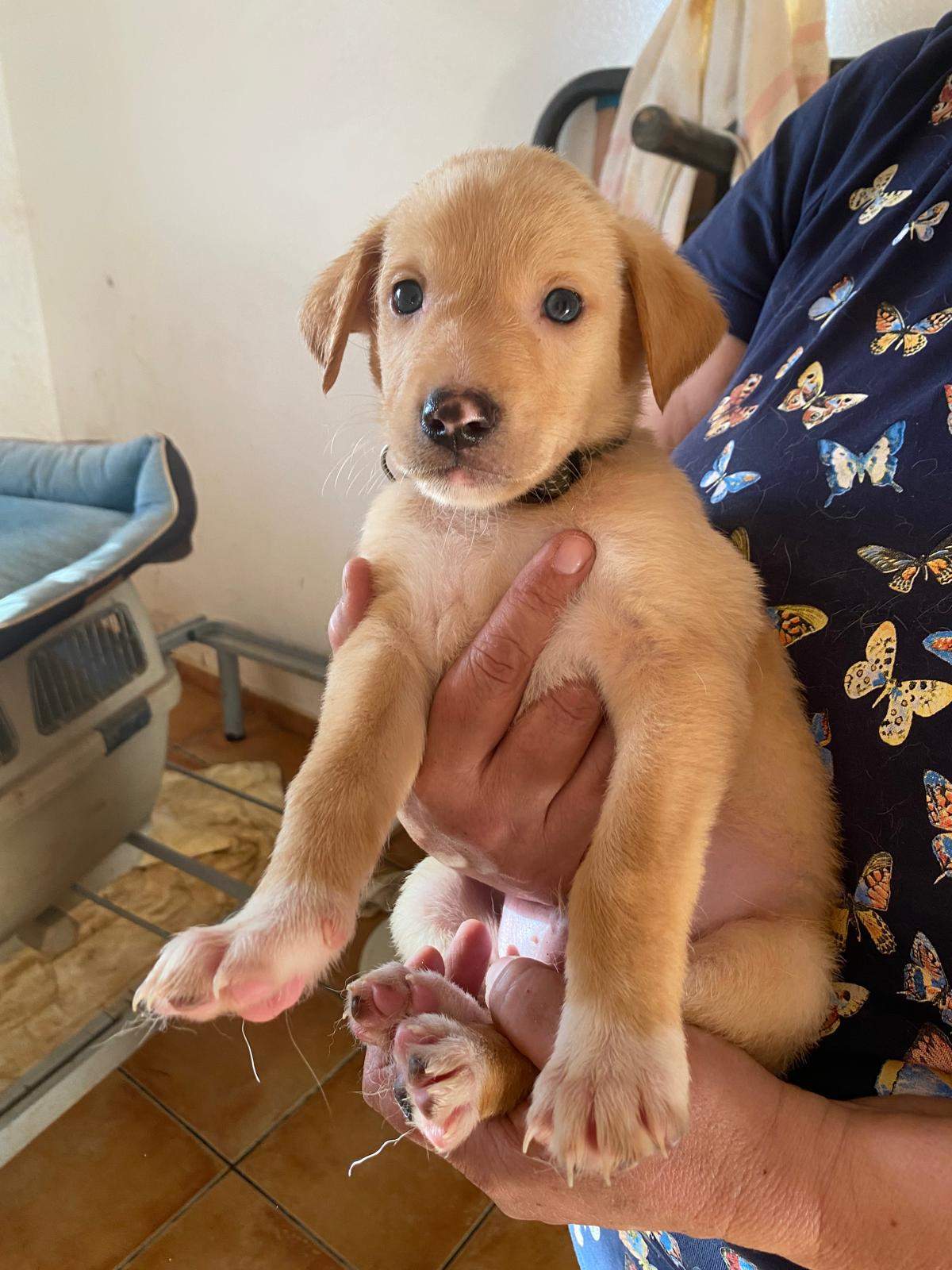 george-the-puppy_1231476639192622