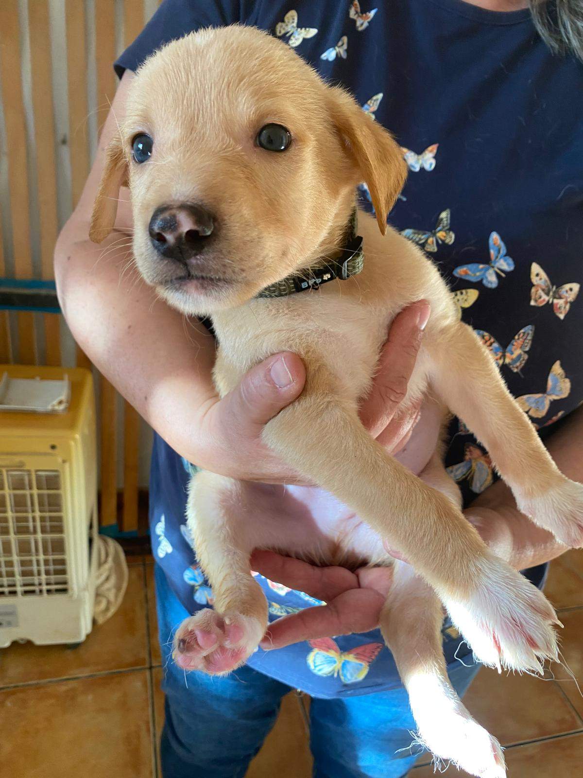 george-the-puppy_1231476769192609