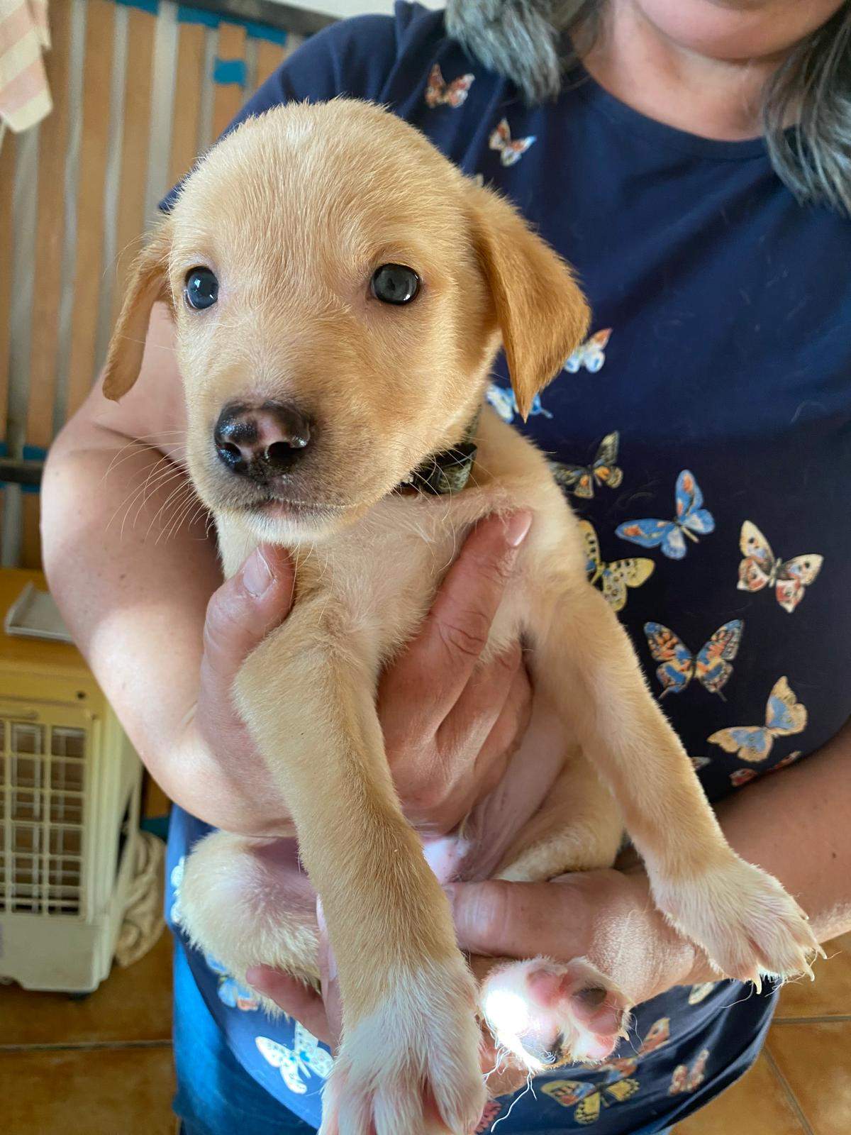 george-the-puppy_1231476782525941