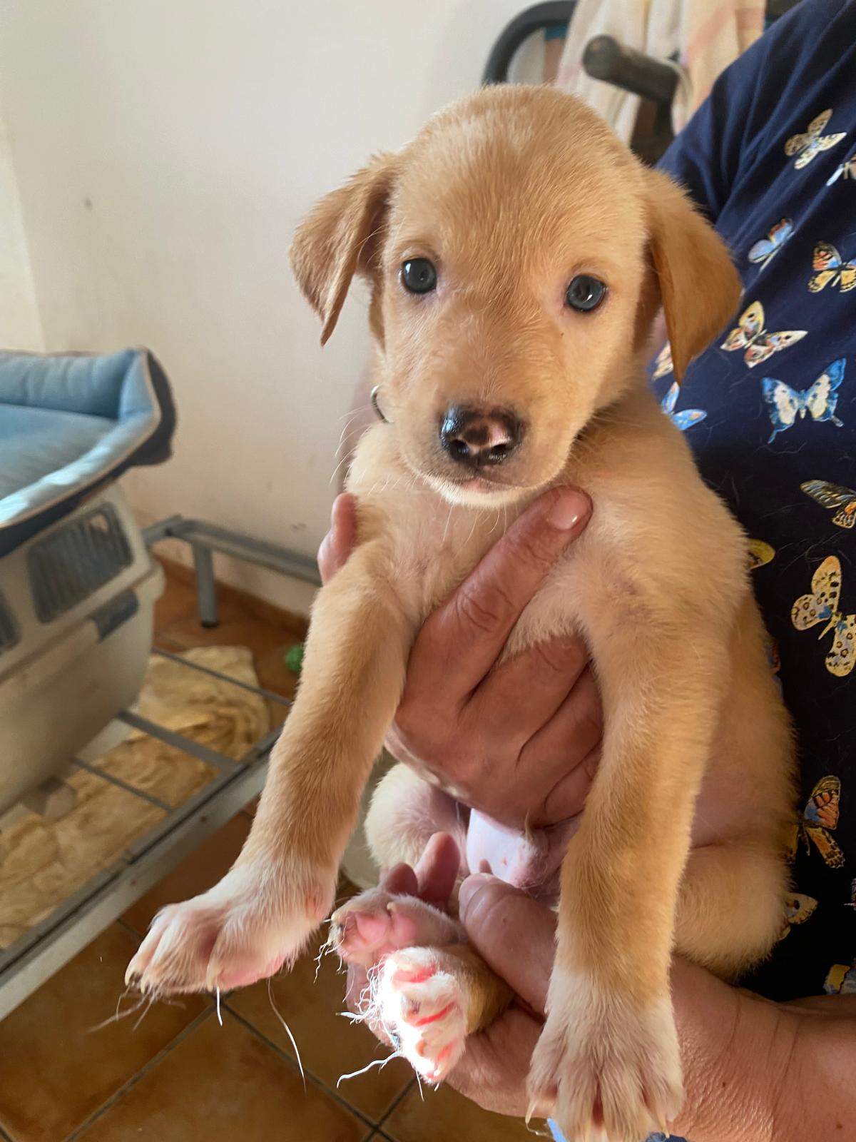 george-the-puppy_1231476835859269