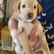 george-the-puppy_1231476842525935