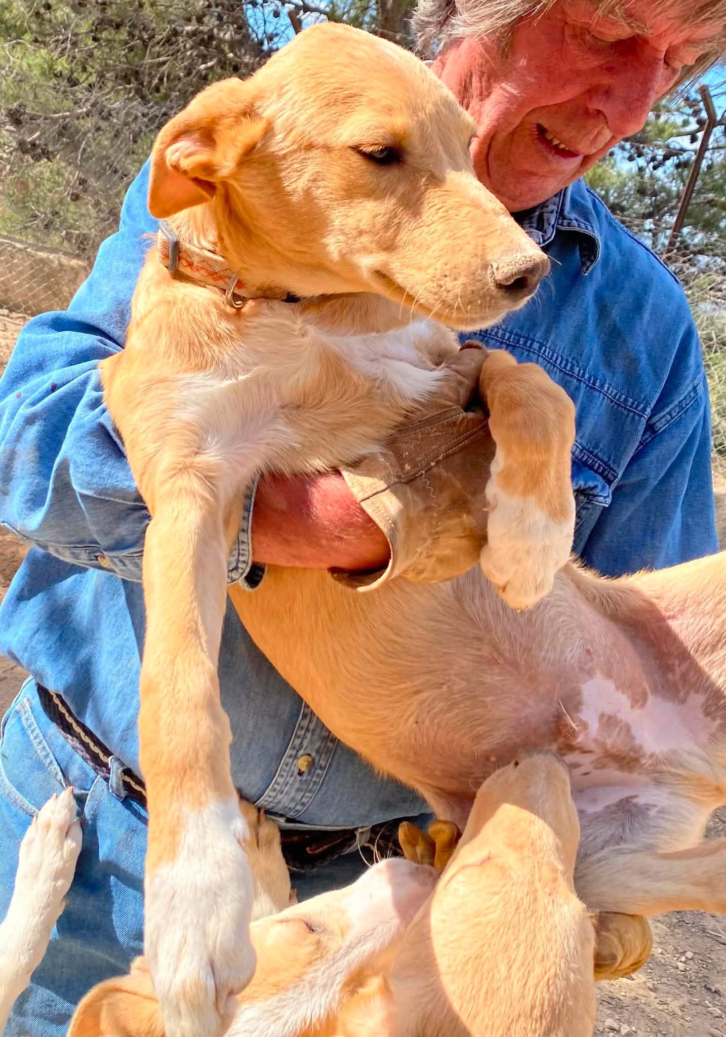 george-the-puppy_1294009822939303