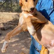 george-the-puppy_1294009882939297