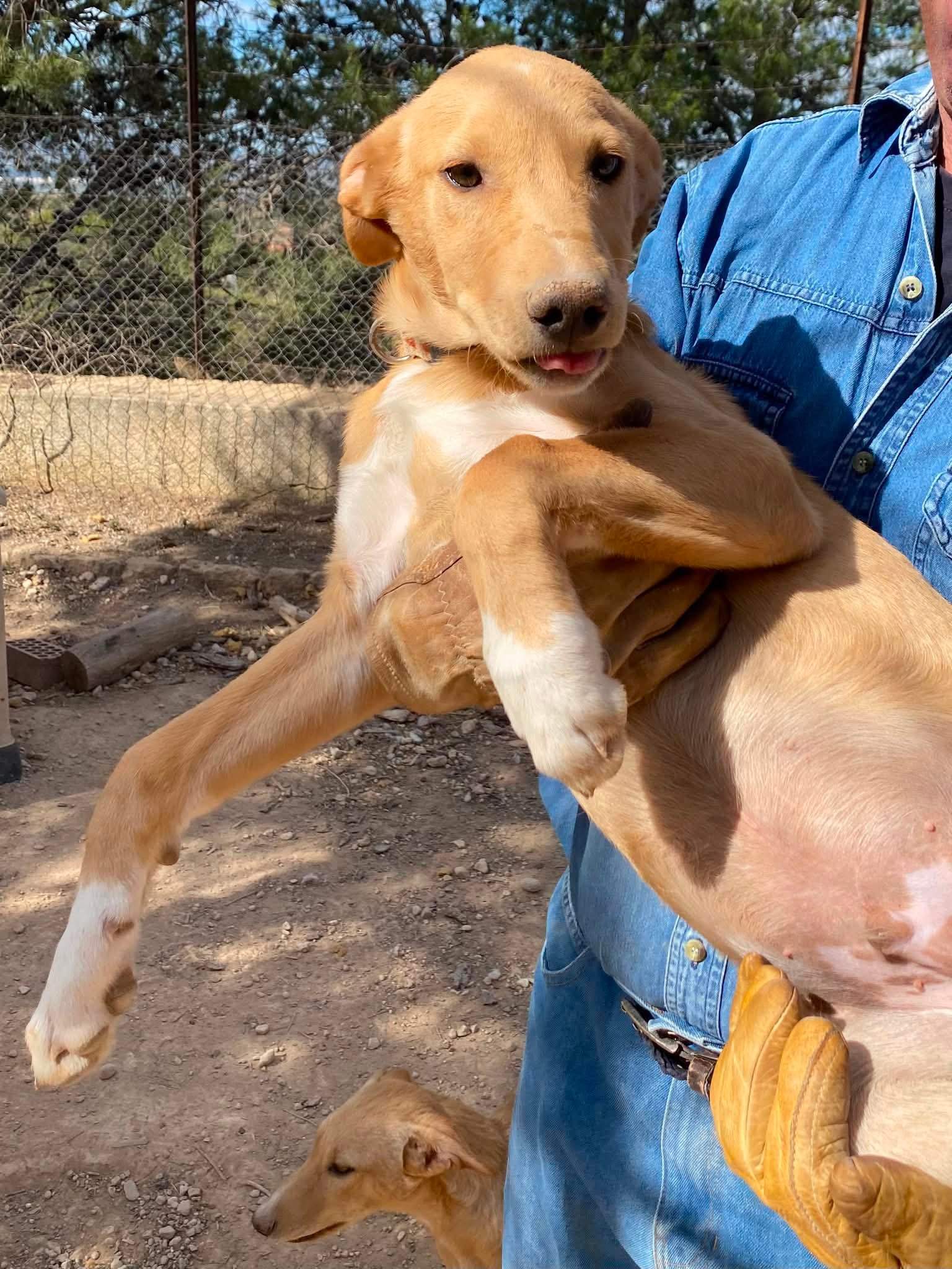 george-the-puppy_1294009882939297