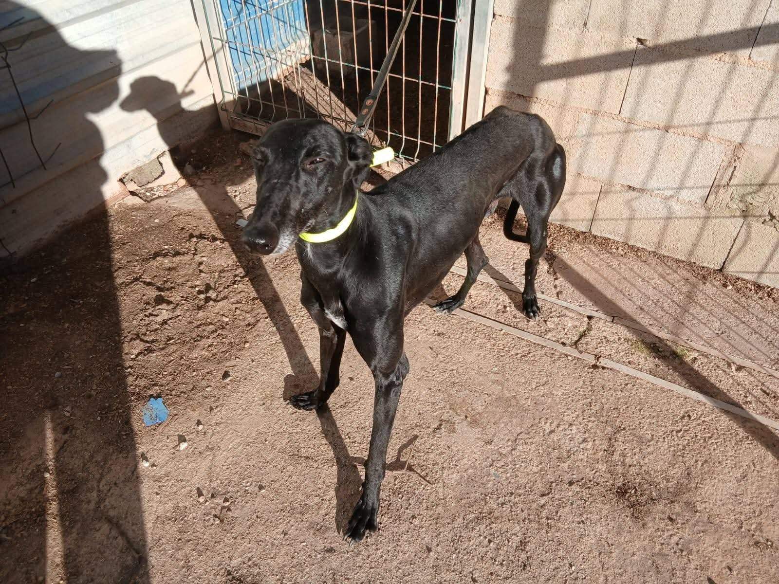 guijo_1156267166713570