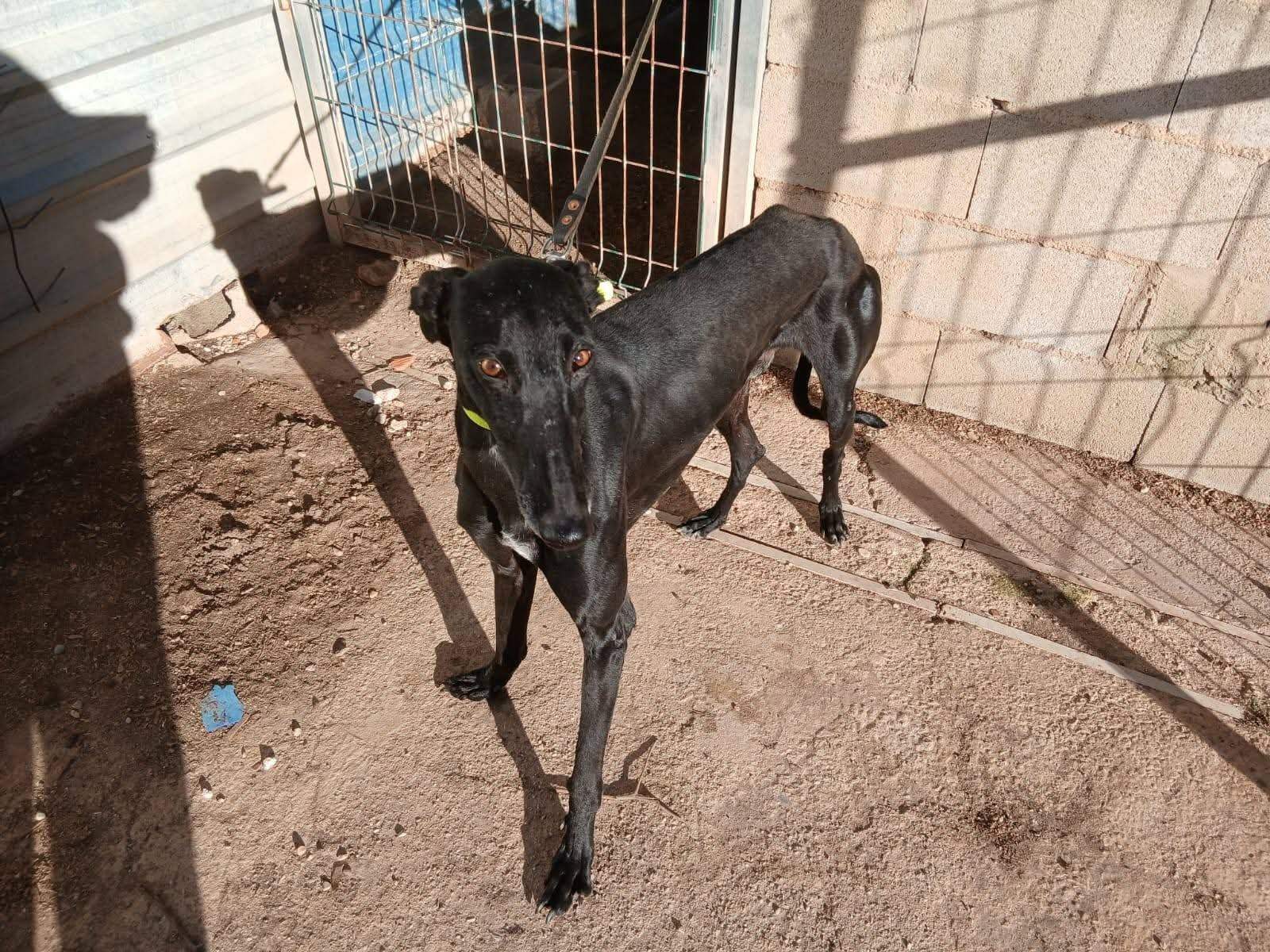 guijo_1156267196713567