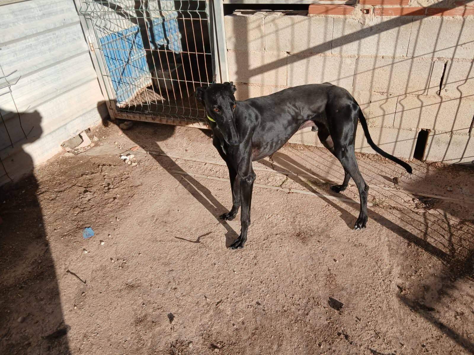 guijo_1156267230046897