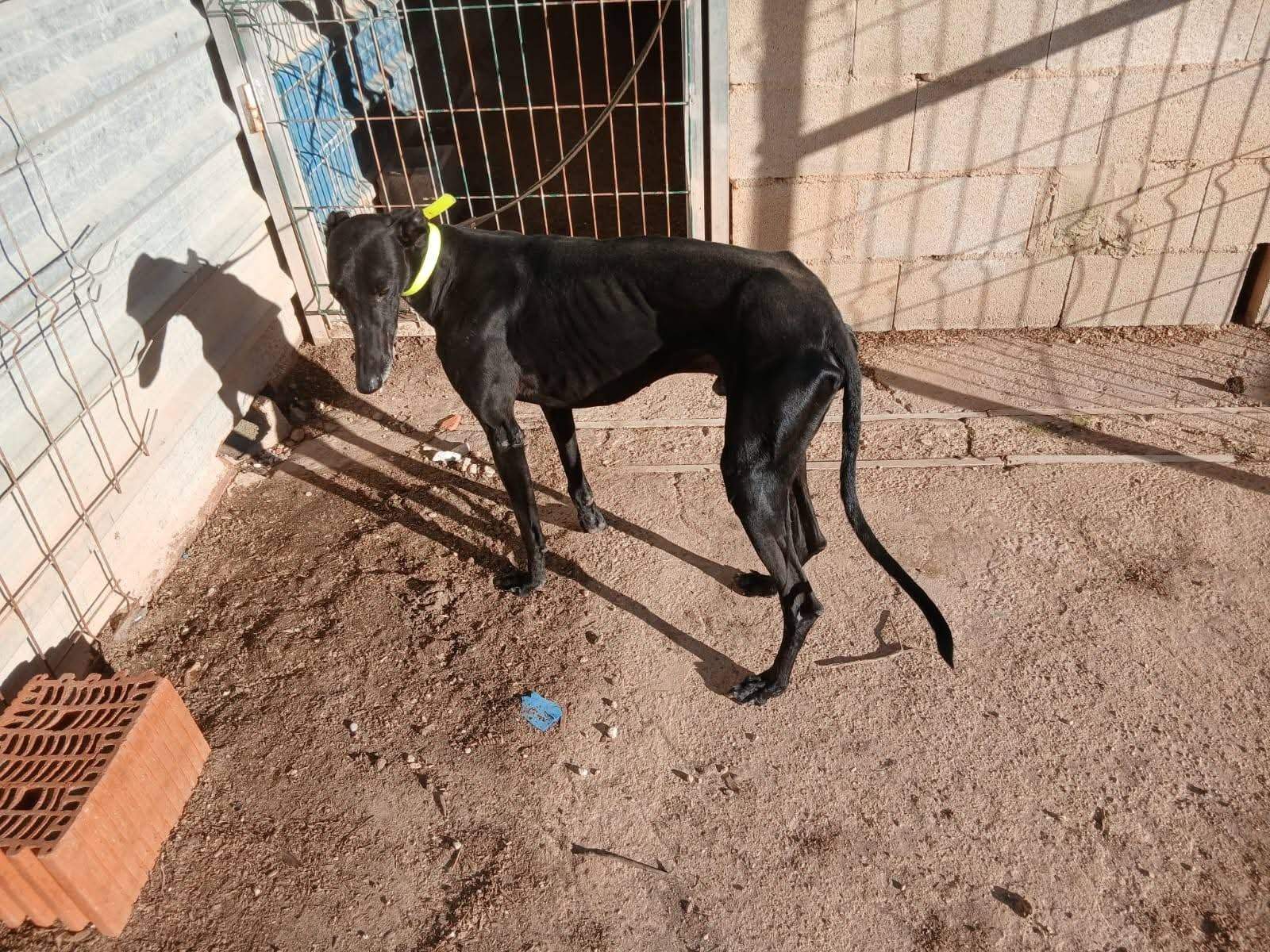 guijo_1156267286713558