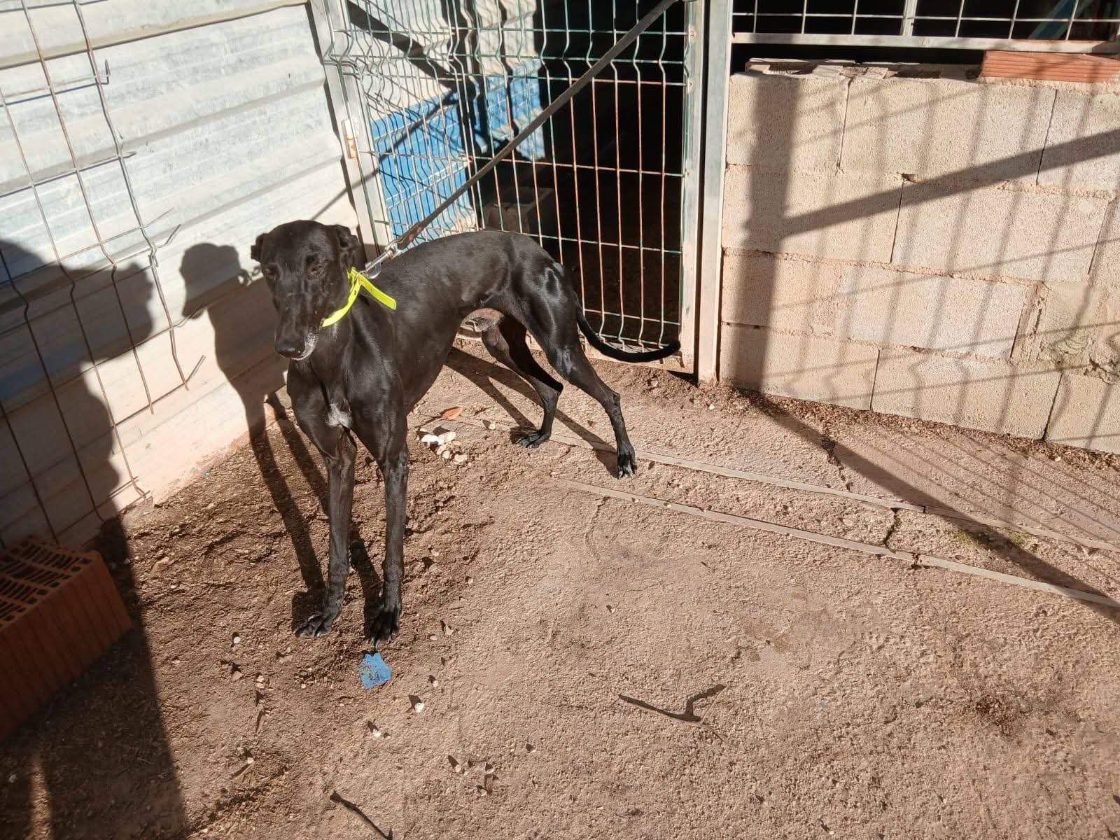 guijo_1156267360046884