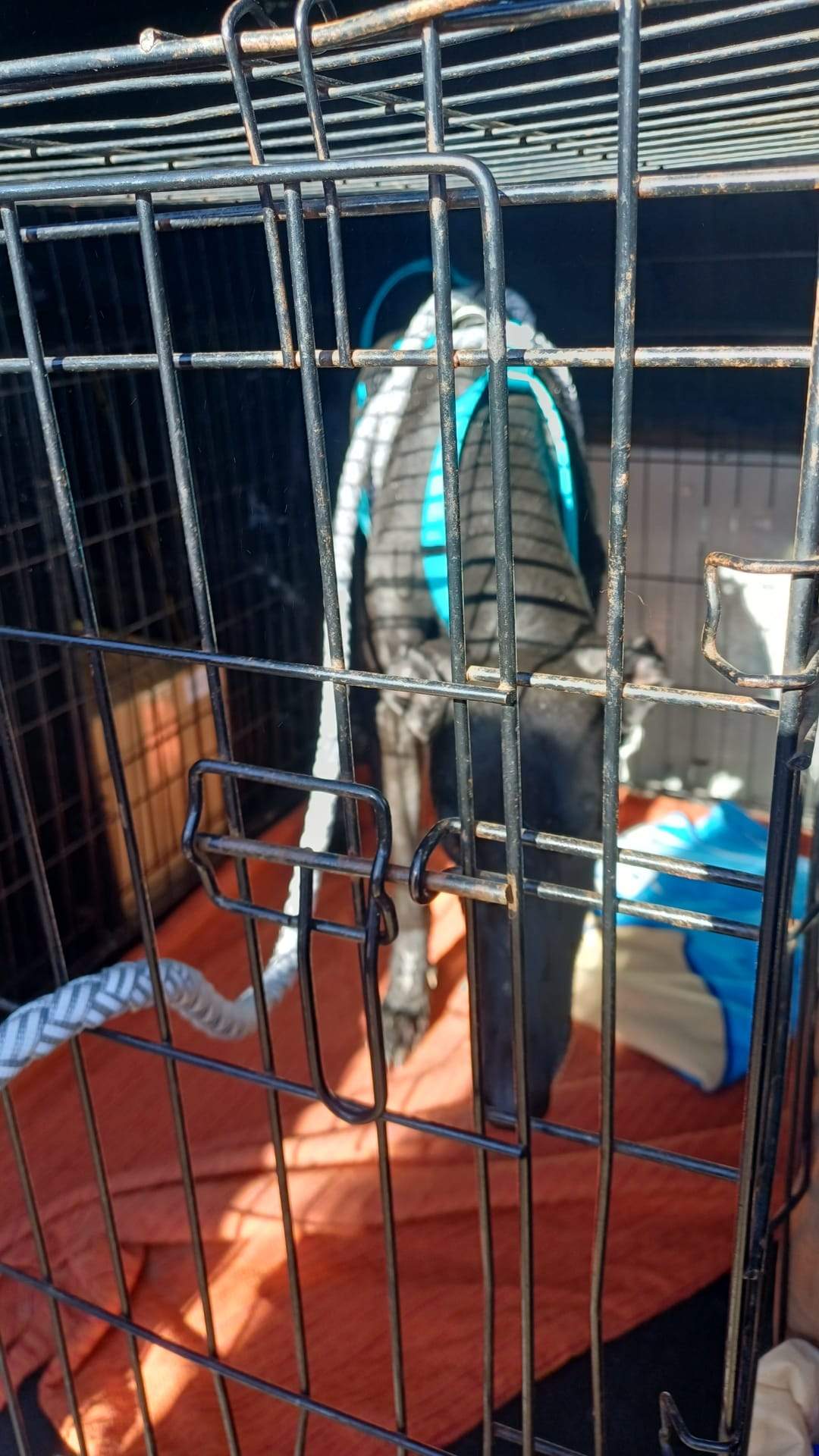 guijo_1156267416713545