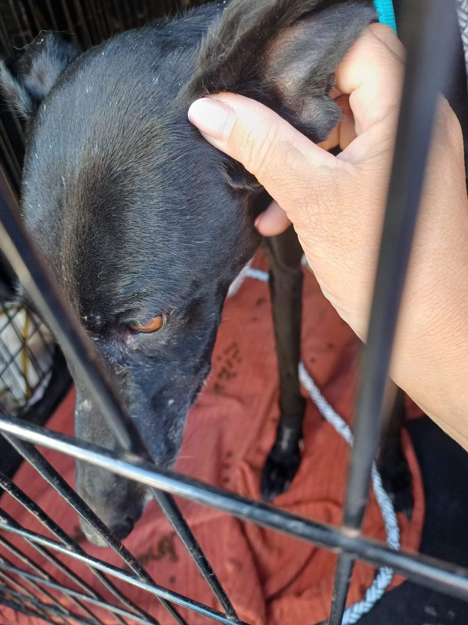 guijo_1156267483380205