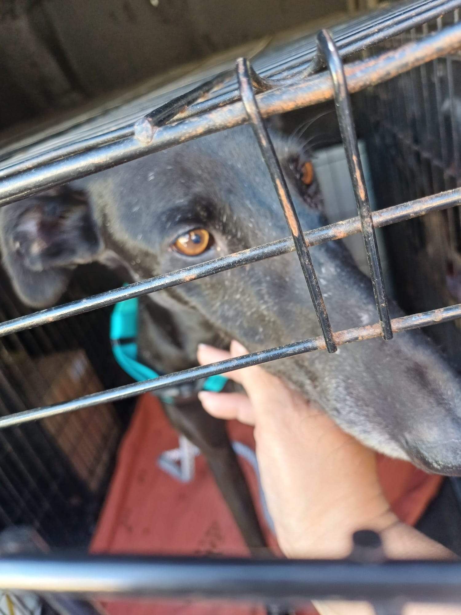 guijo_1156267540046866