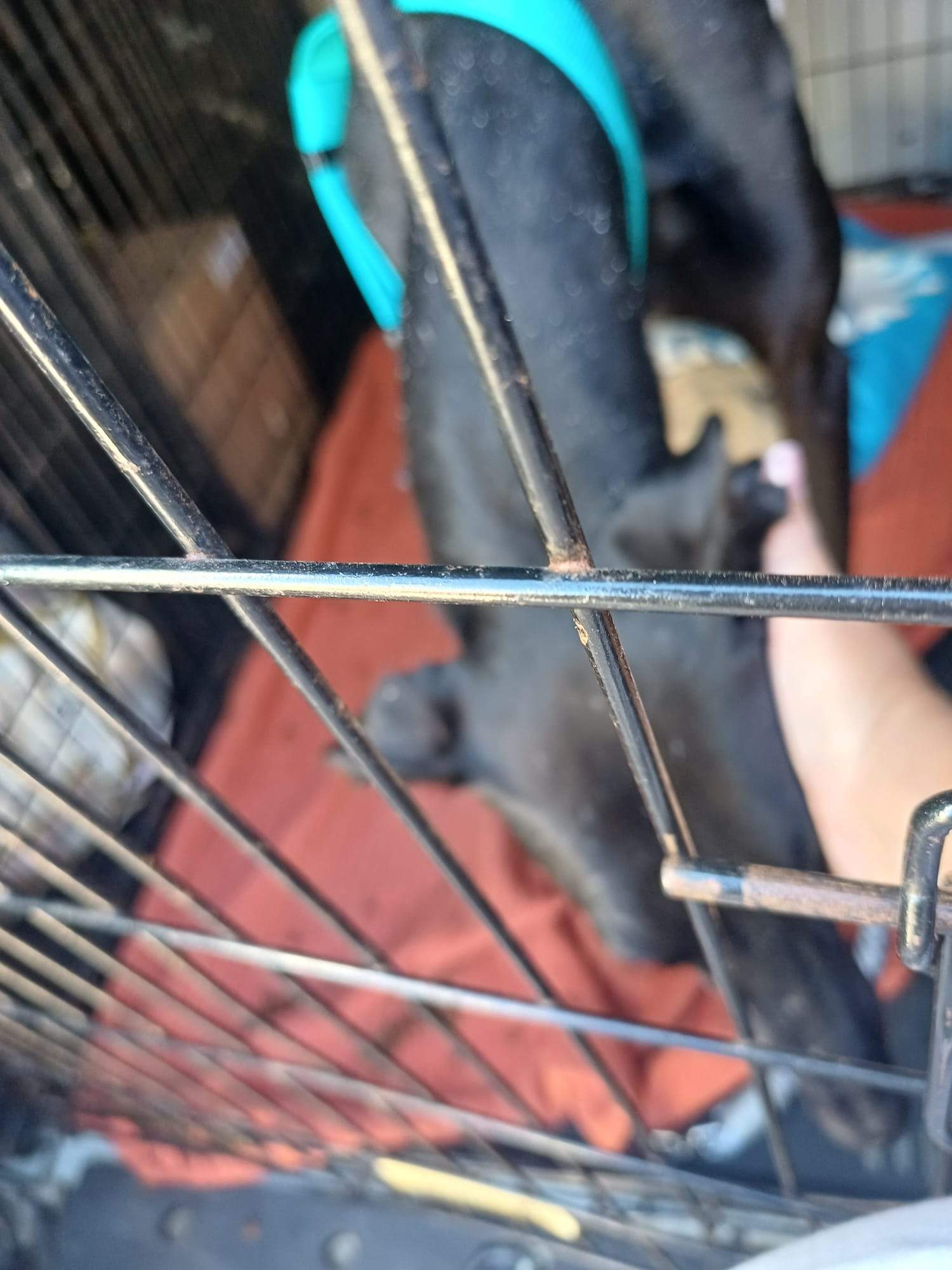 guijo_1156267593380194