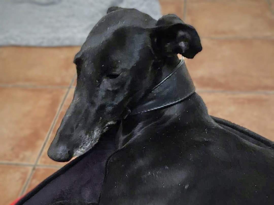 guijo_1156387010034919