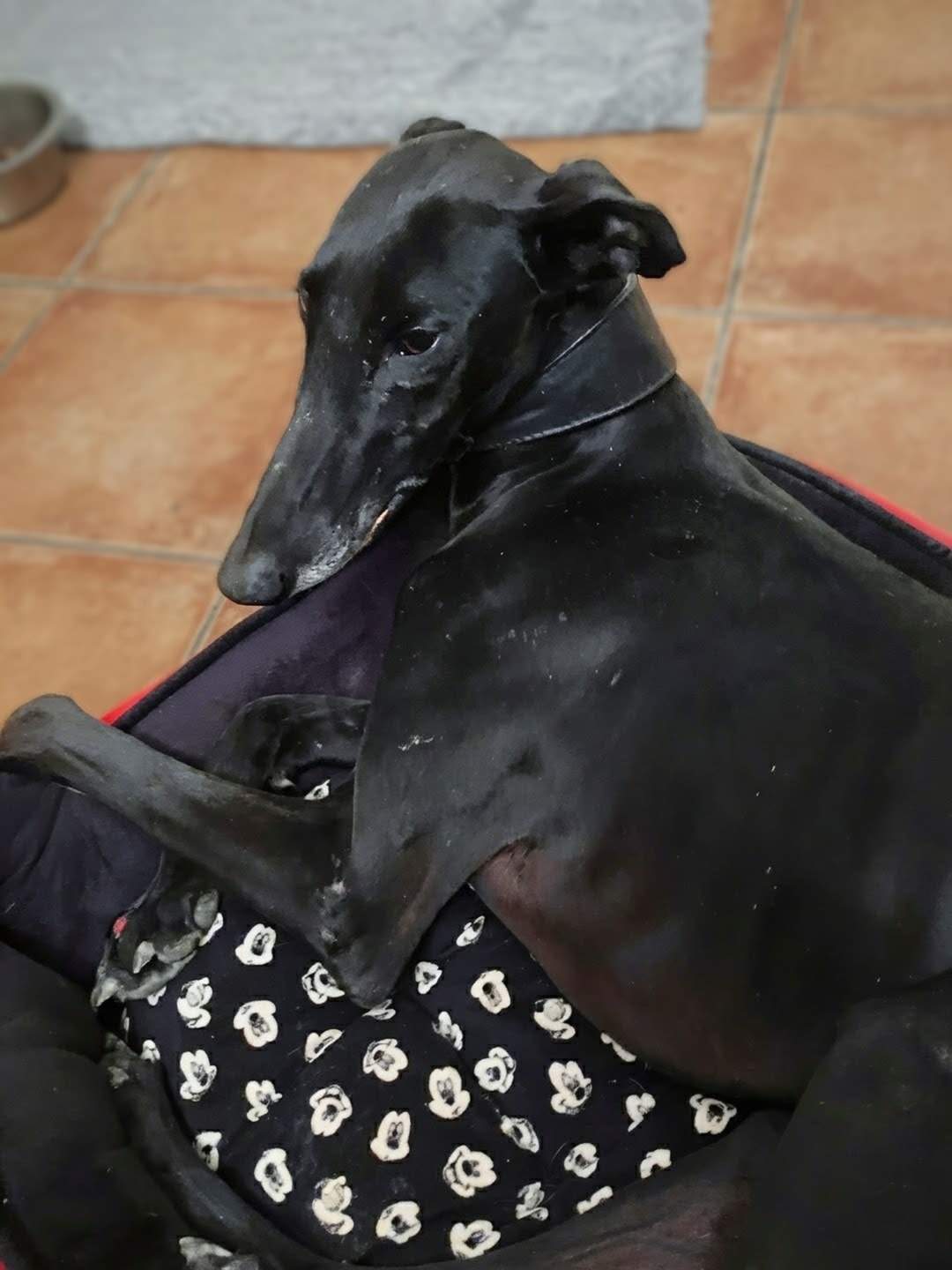 guijo_1156387046701582