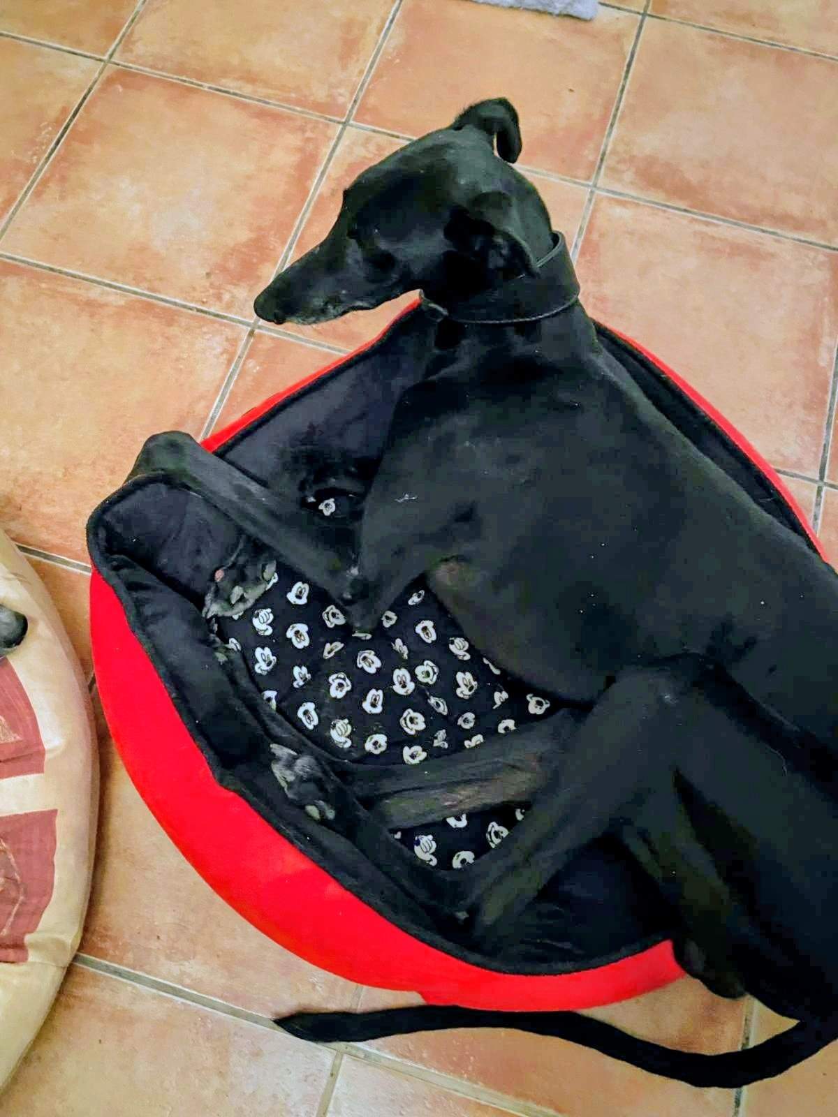 guijo_1156387083368245