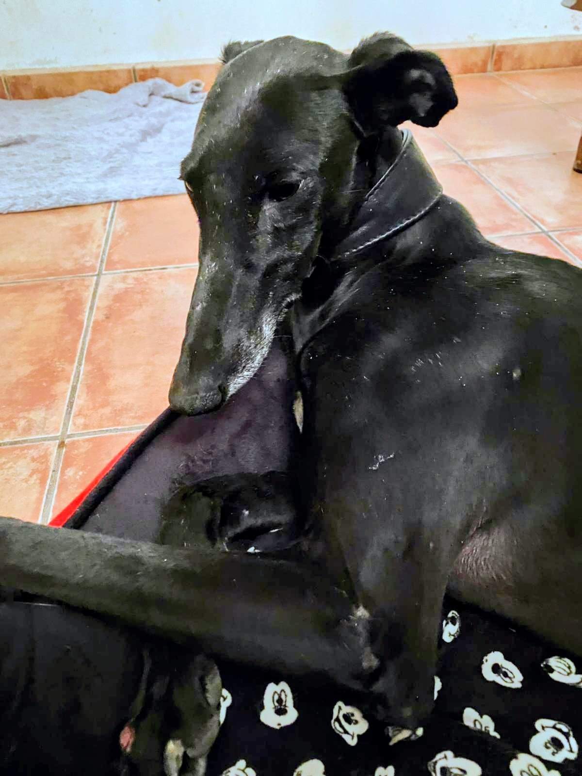 guijo_1156387123368241