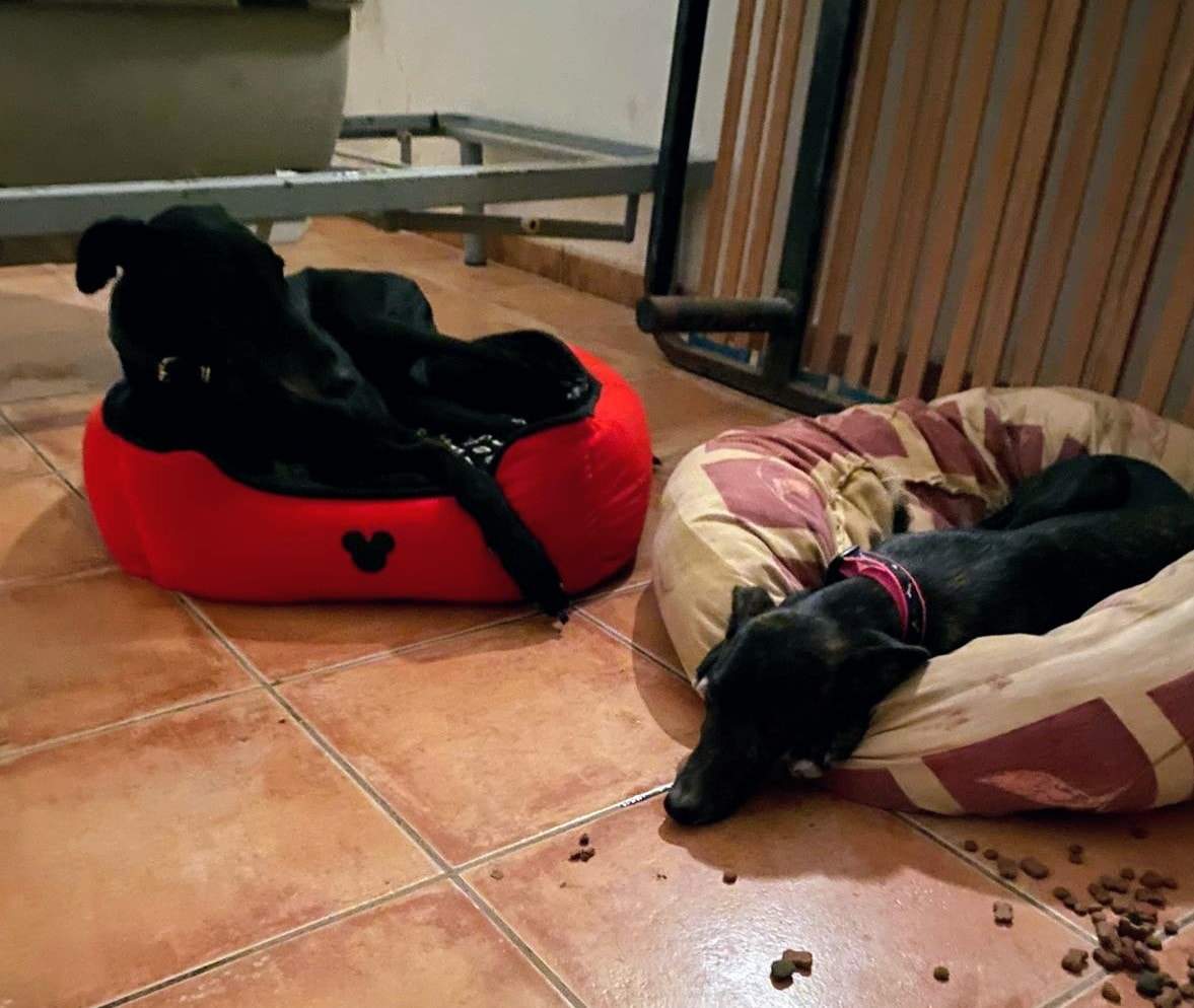 guijo_1156387170034903