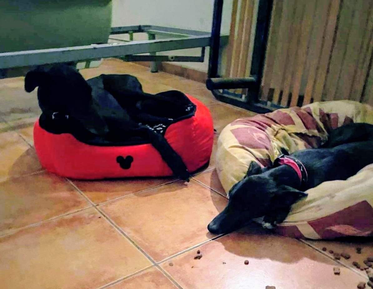 guijo_1156387213368232