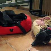 guijo_1156387260034894