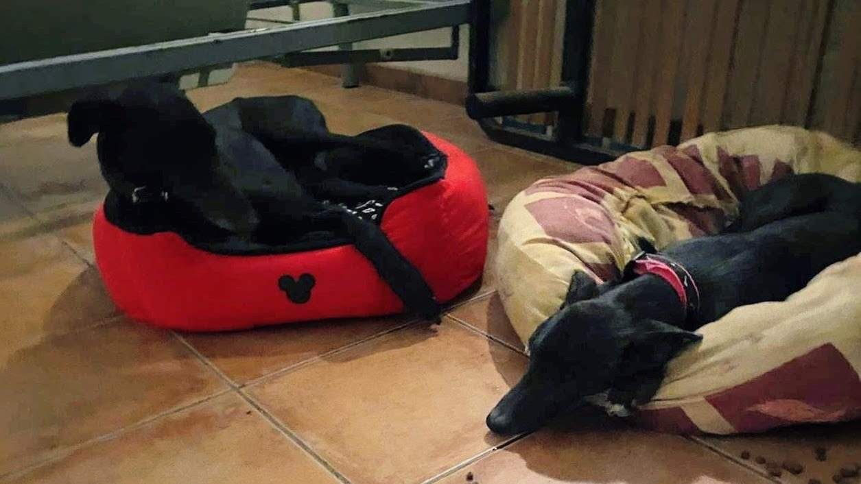 guijo_1156387260034894