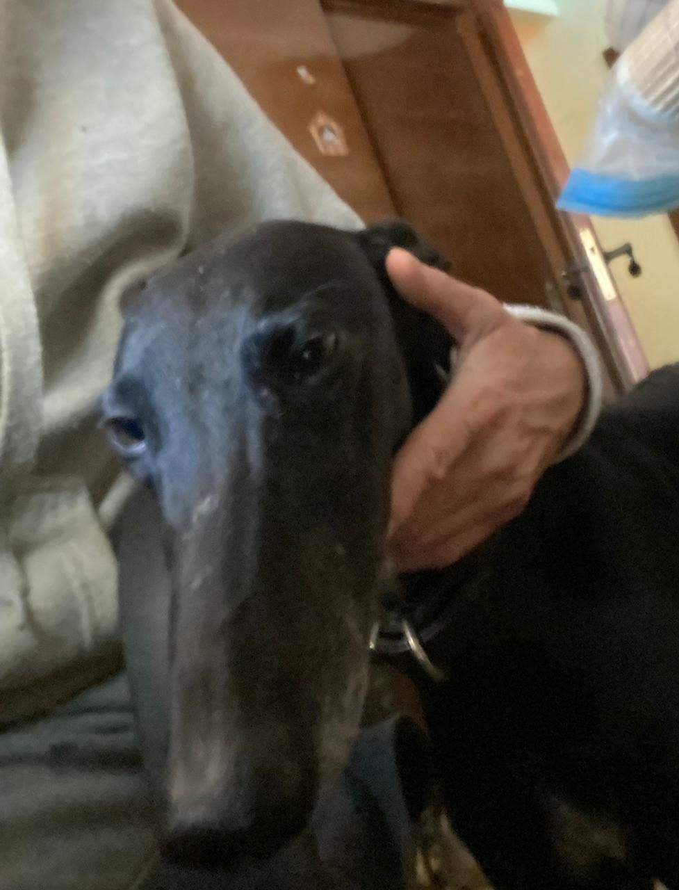 guijo_1158978643109089