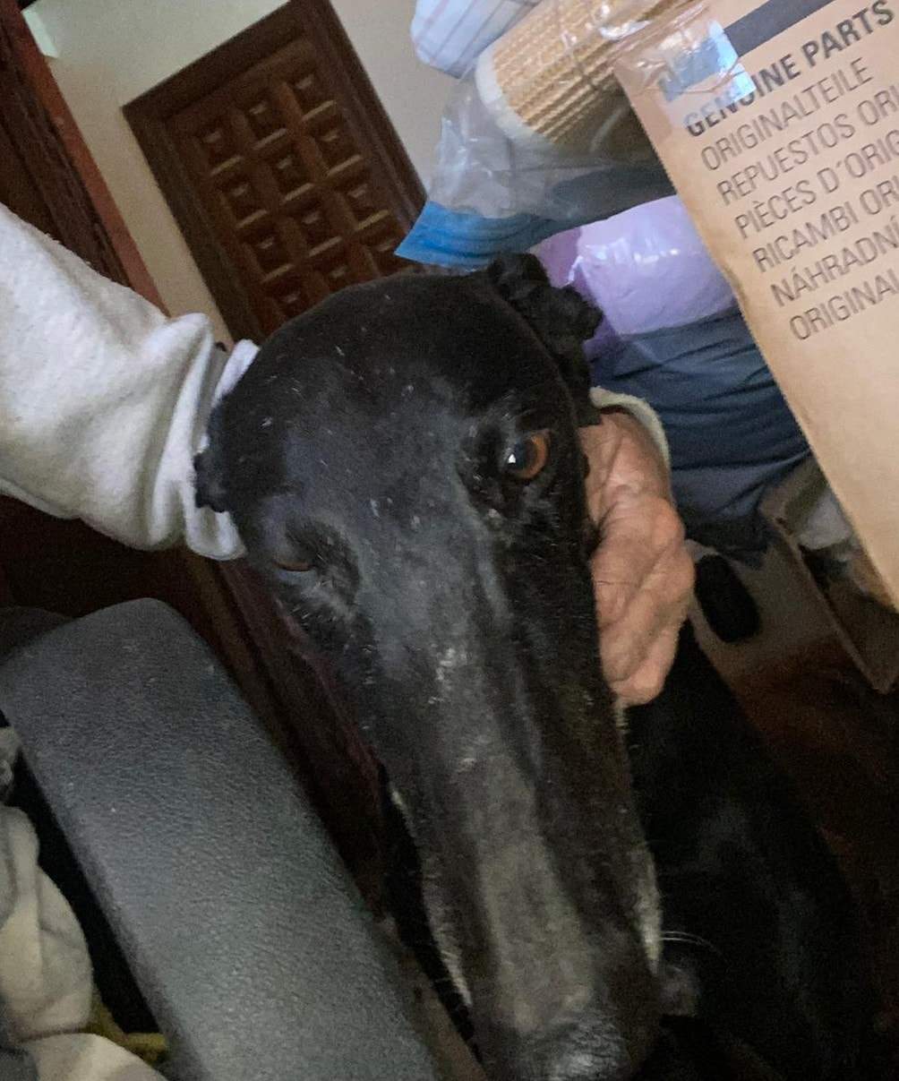 guijo_1158978669775753