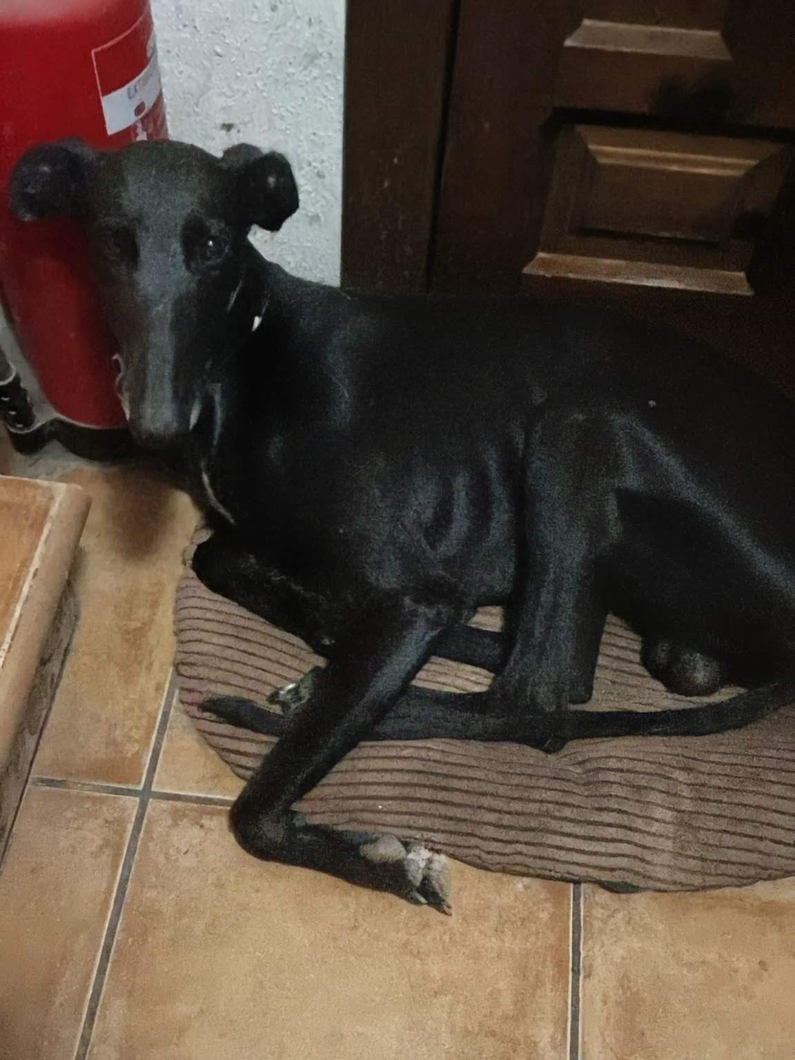 guijo_1158978699775750