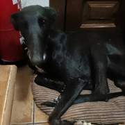 guijo_1158978733109080