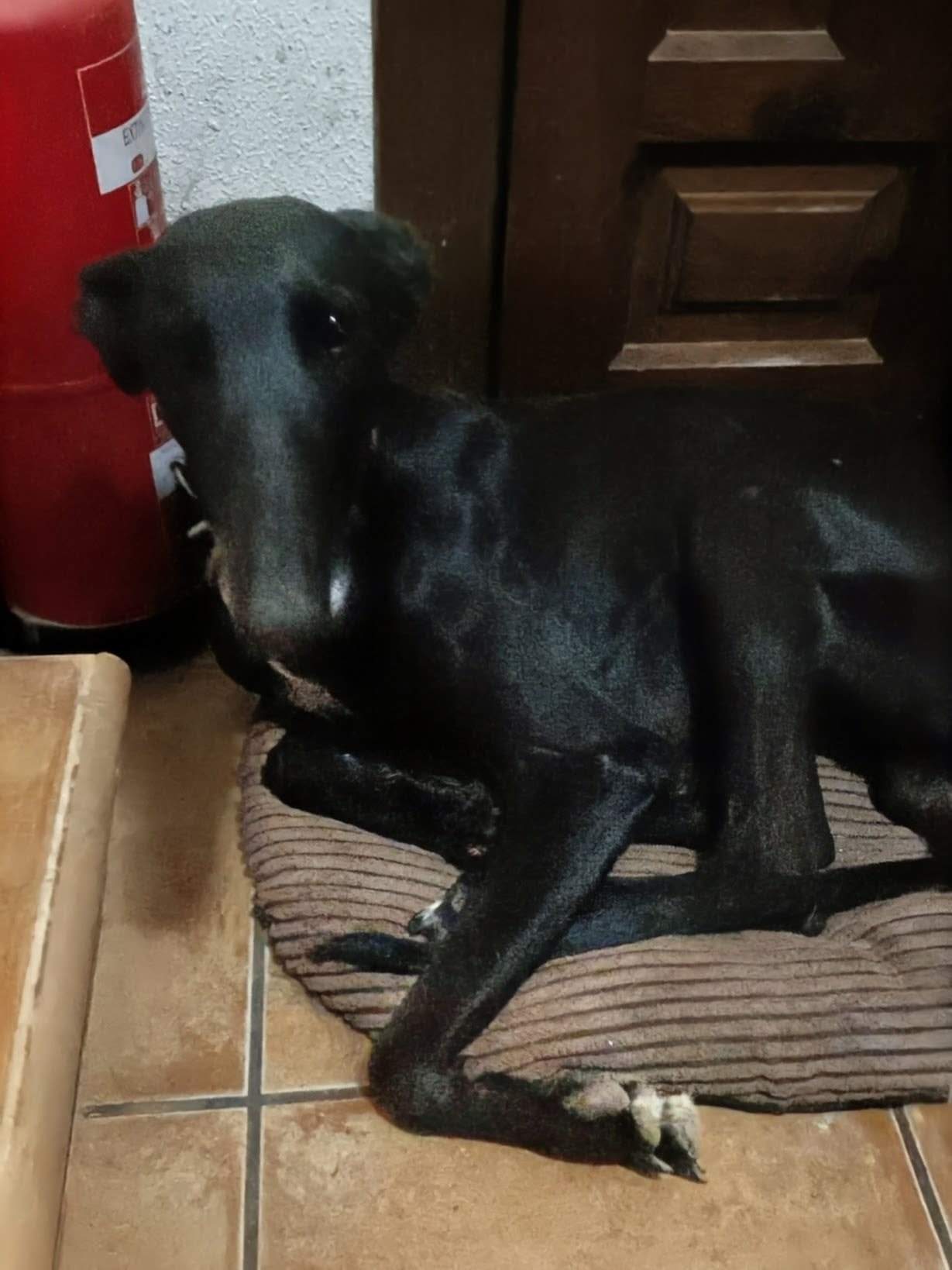 guijo_1158978733109080