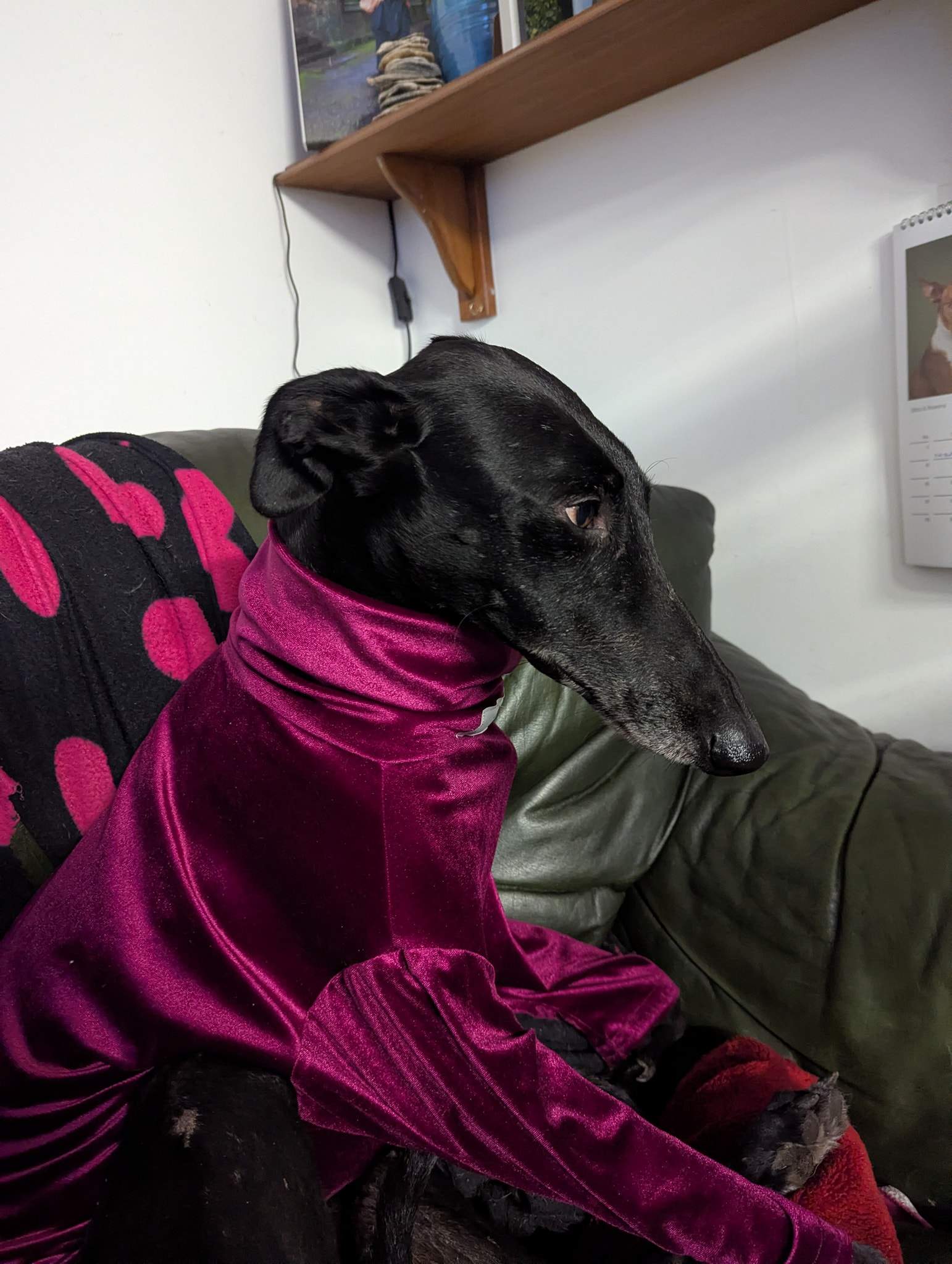 guijo_1180391514301135