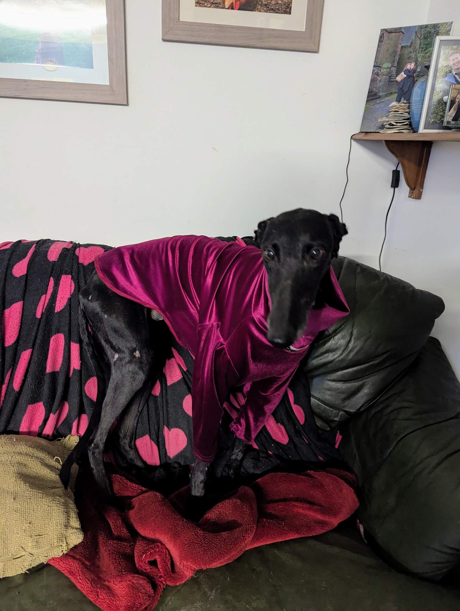 guijo_1180391554301131