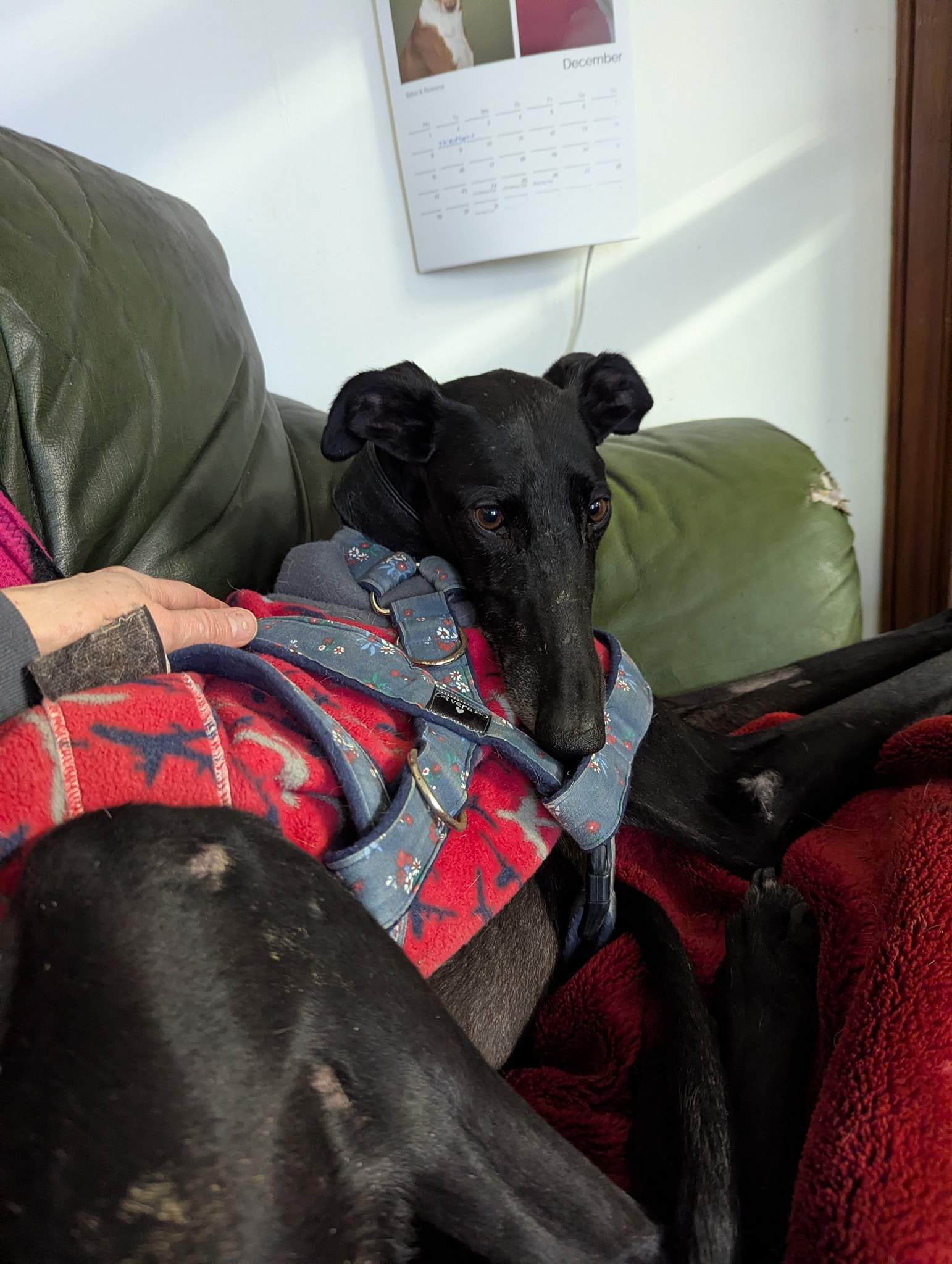 guijo_1180391757634444