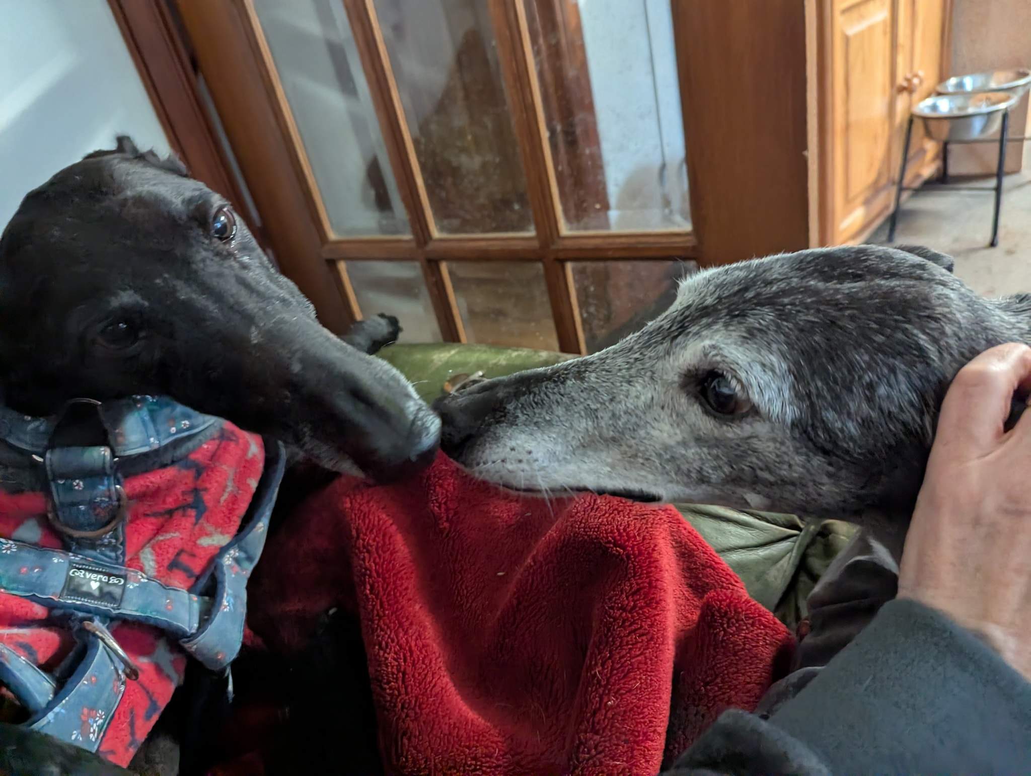 guijo_1180391804301106