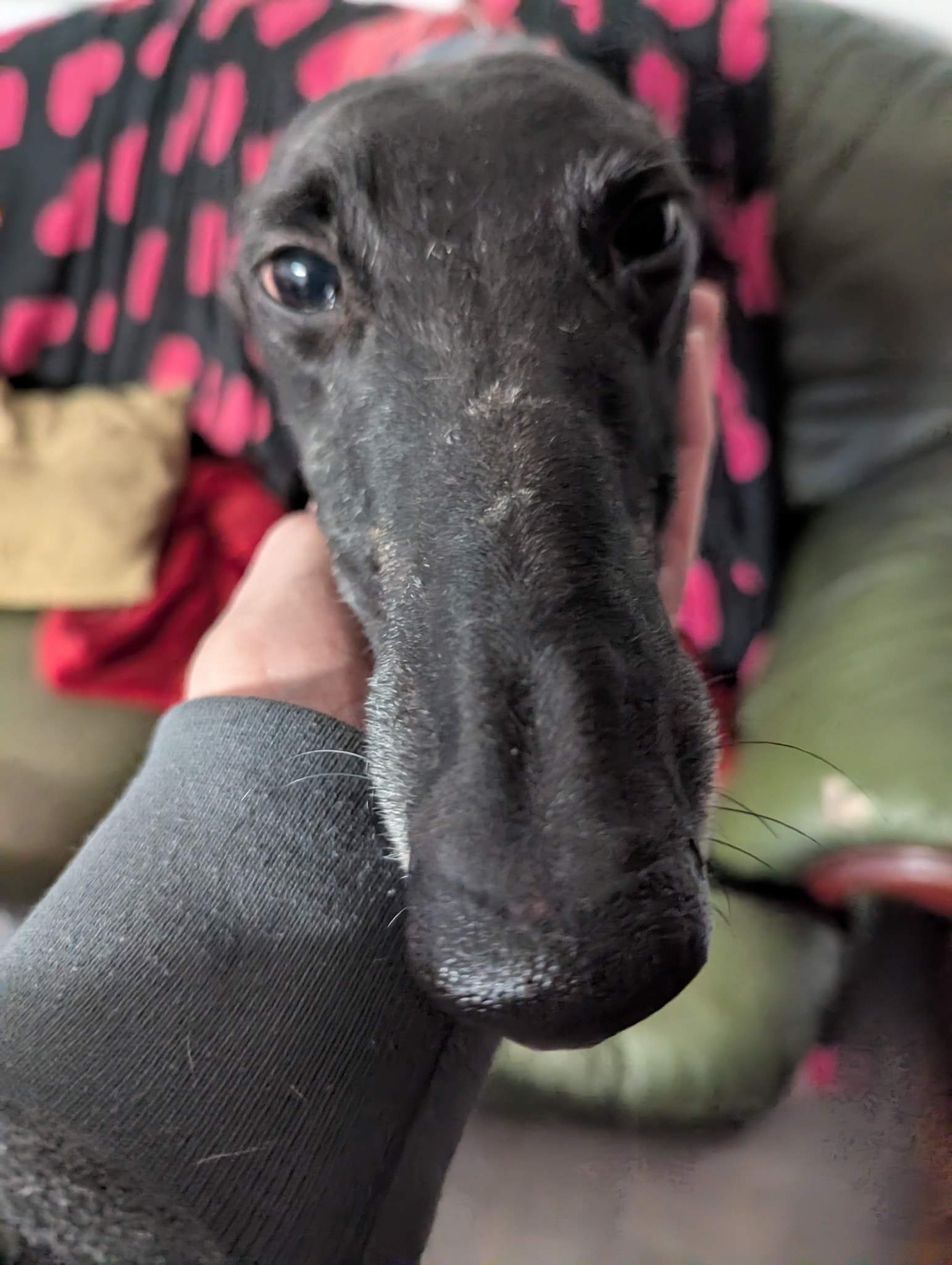 guijo_1180391857634434