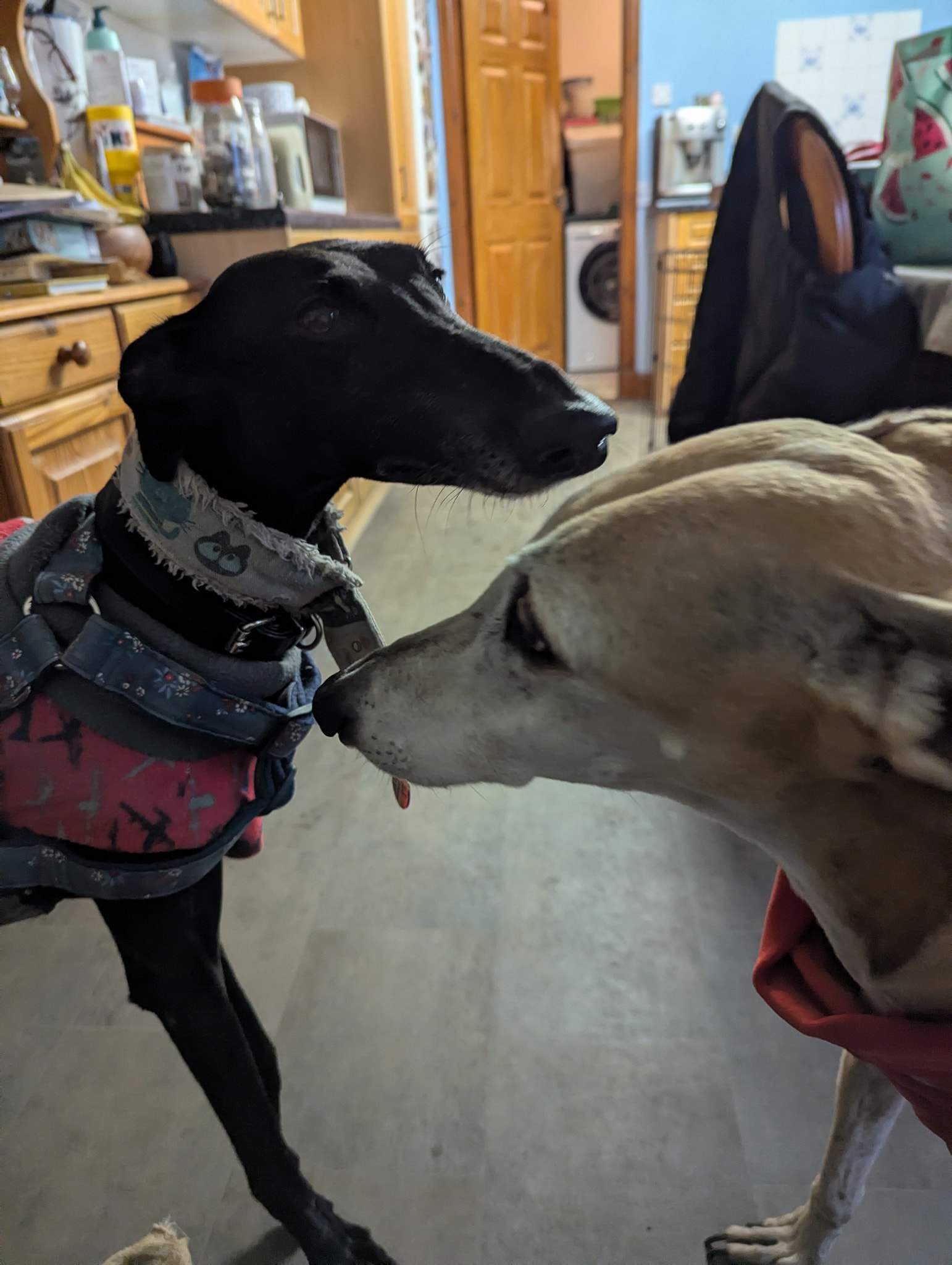 guijo_1180391904301096