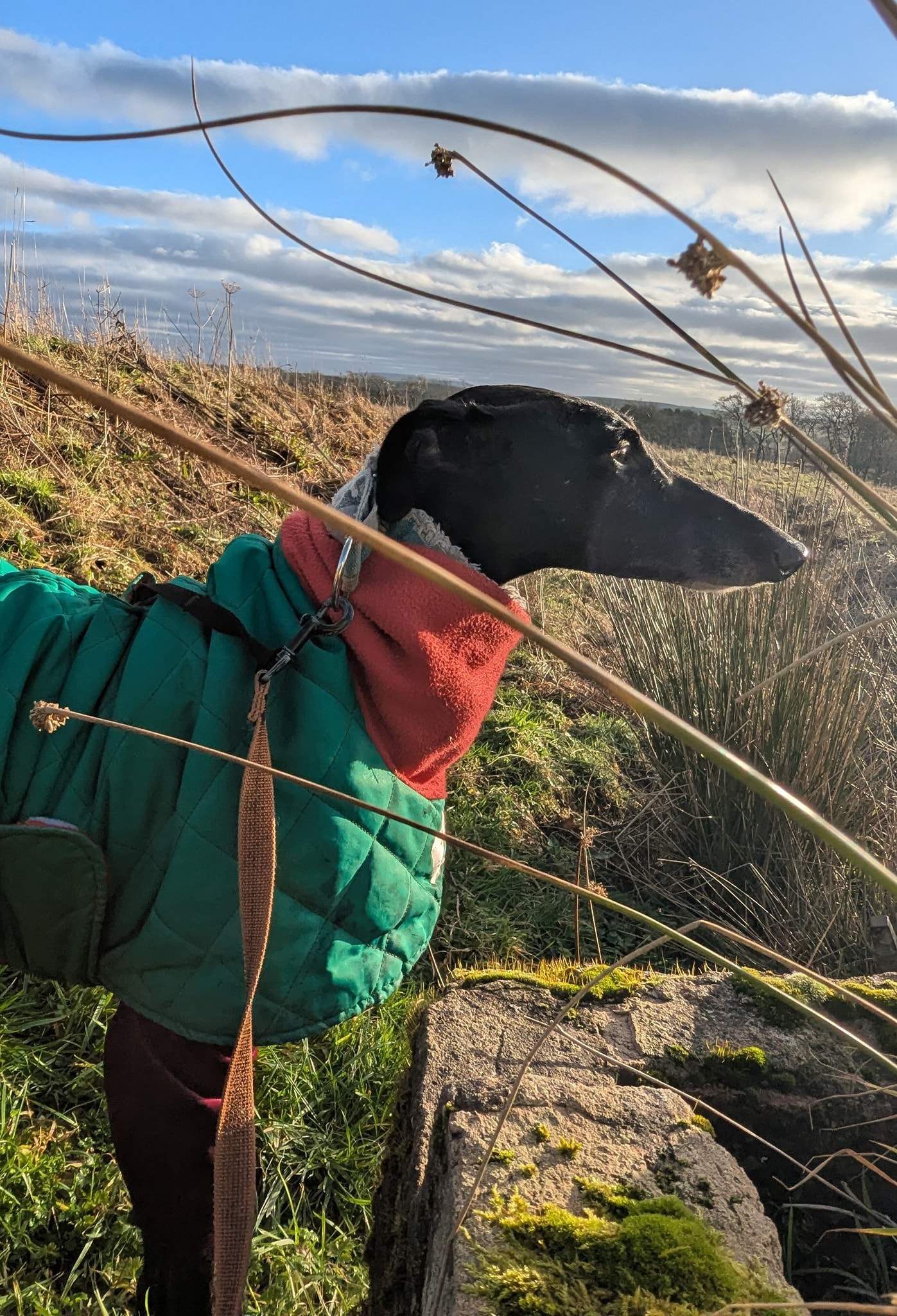 guijo_1183404987333121