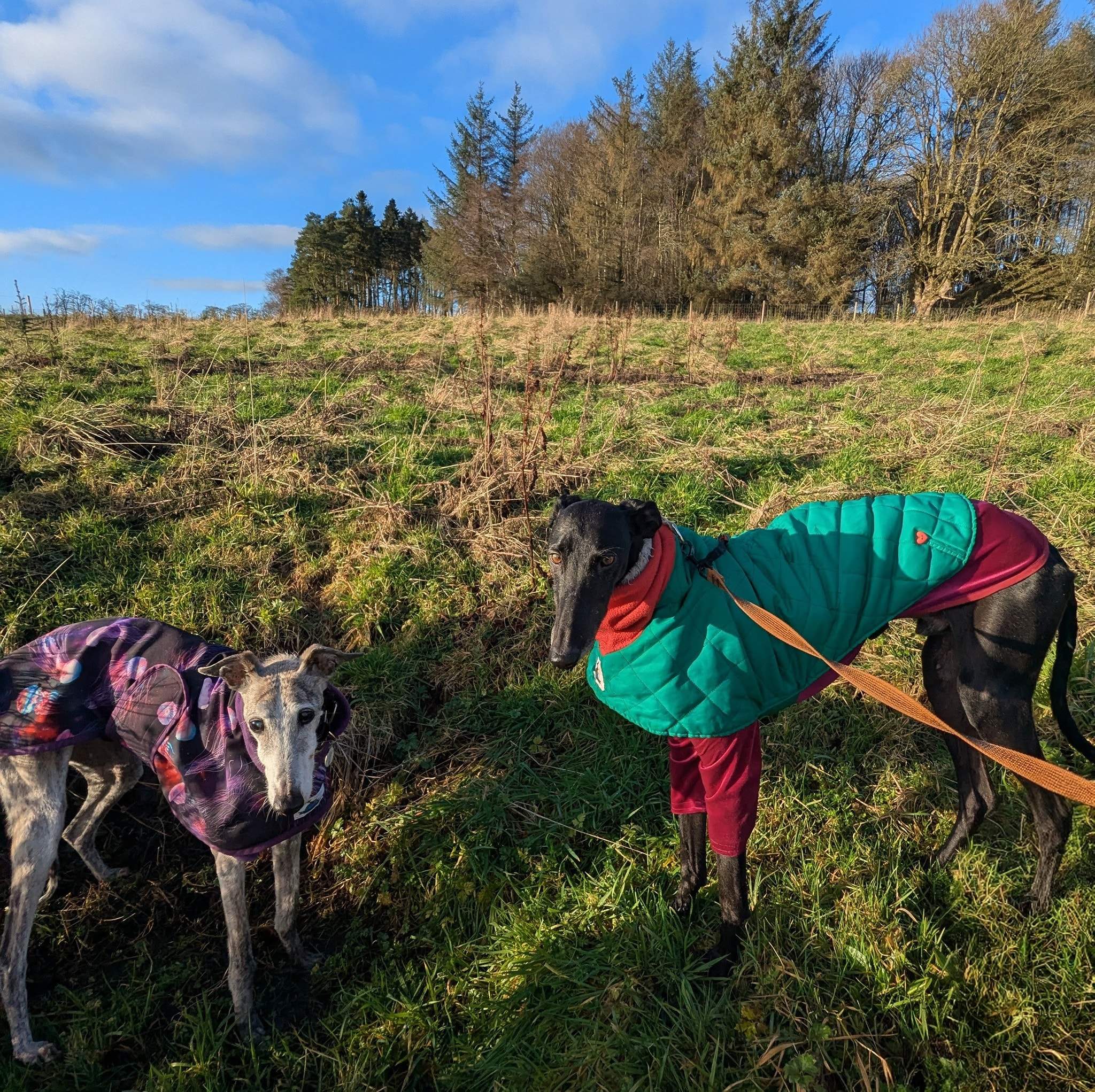 guijo_1183405017333118