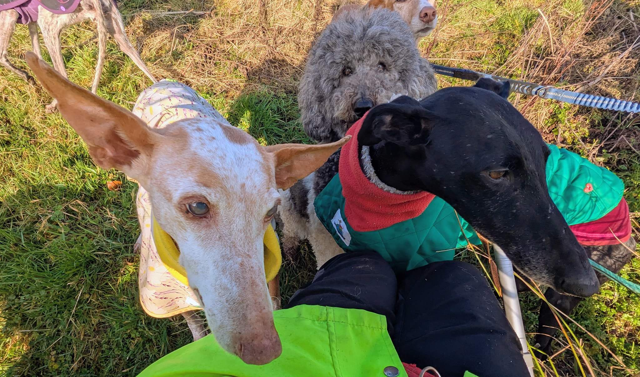 guijo_1183405050666448