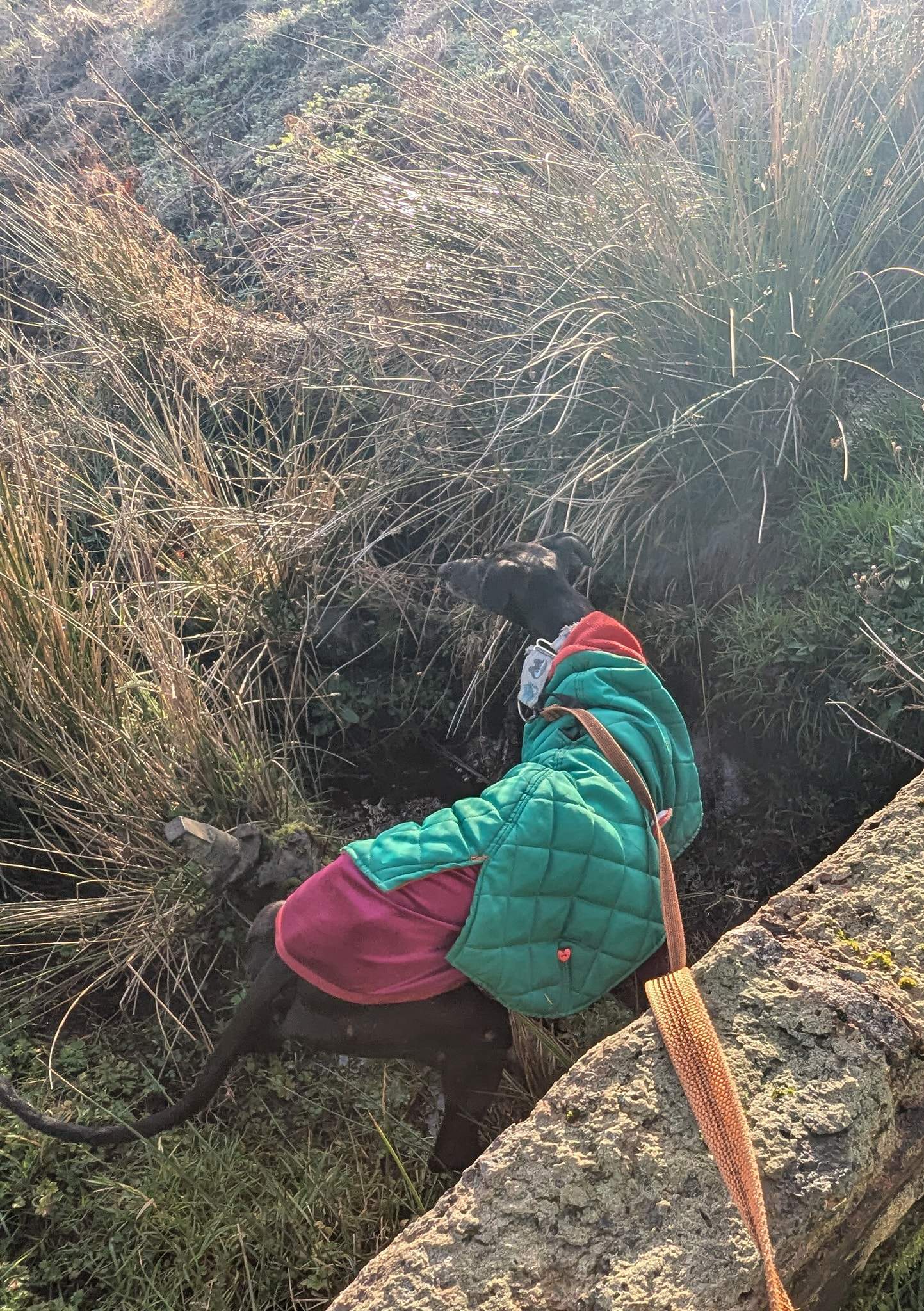 guijo_1183405087333111