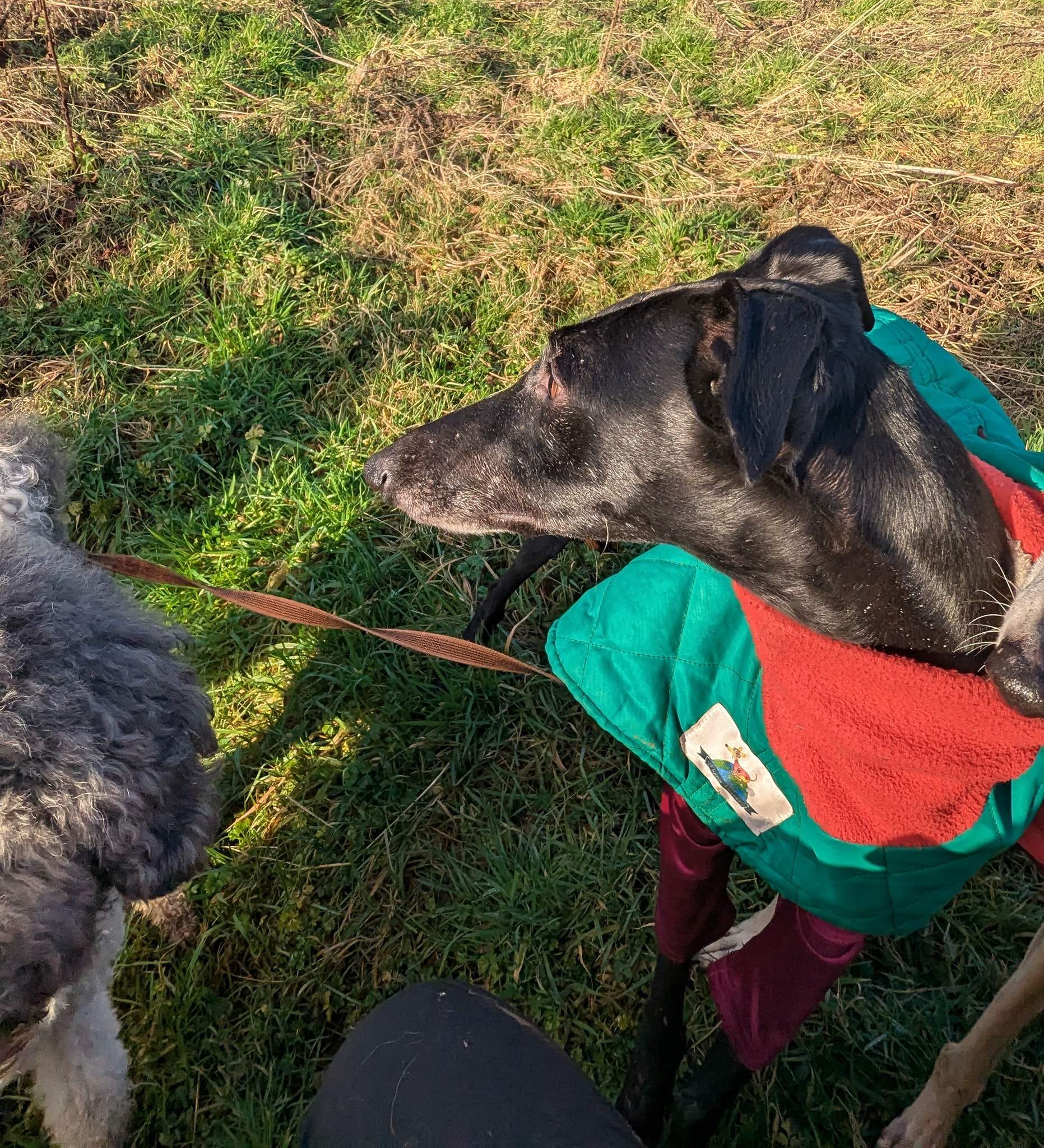 guijo_1183405110666442