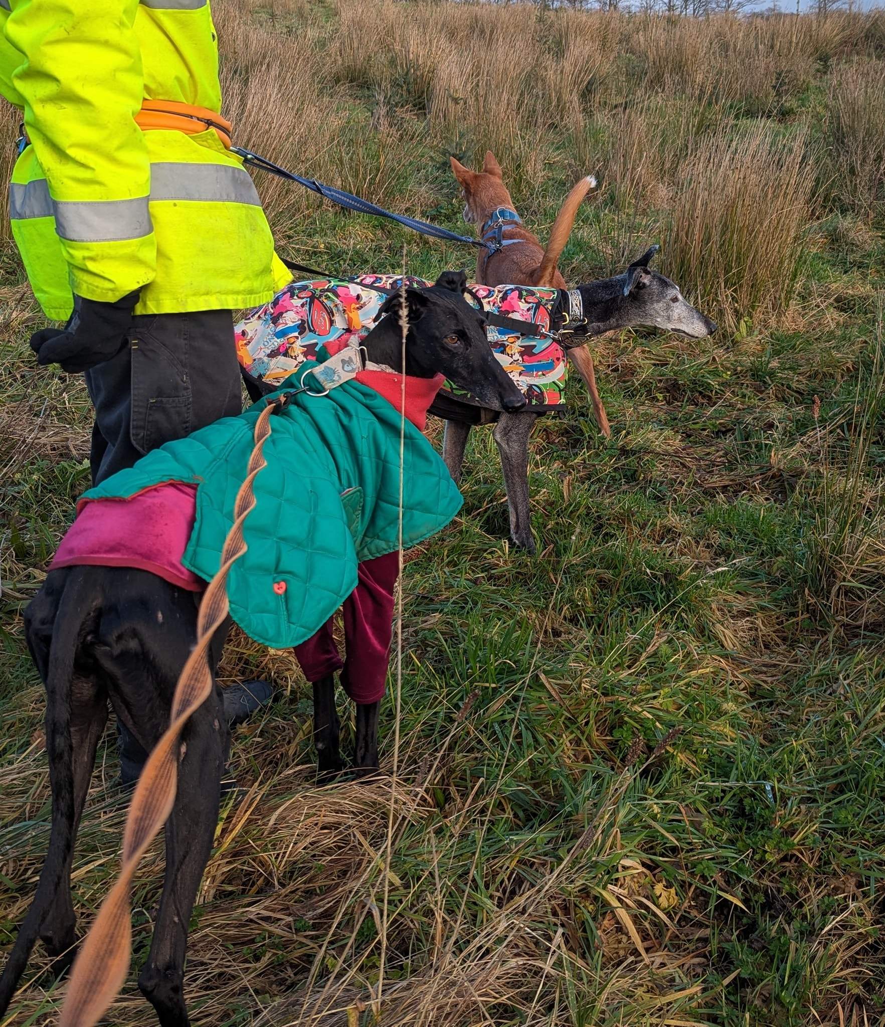 guijo_1183405140666439