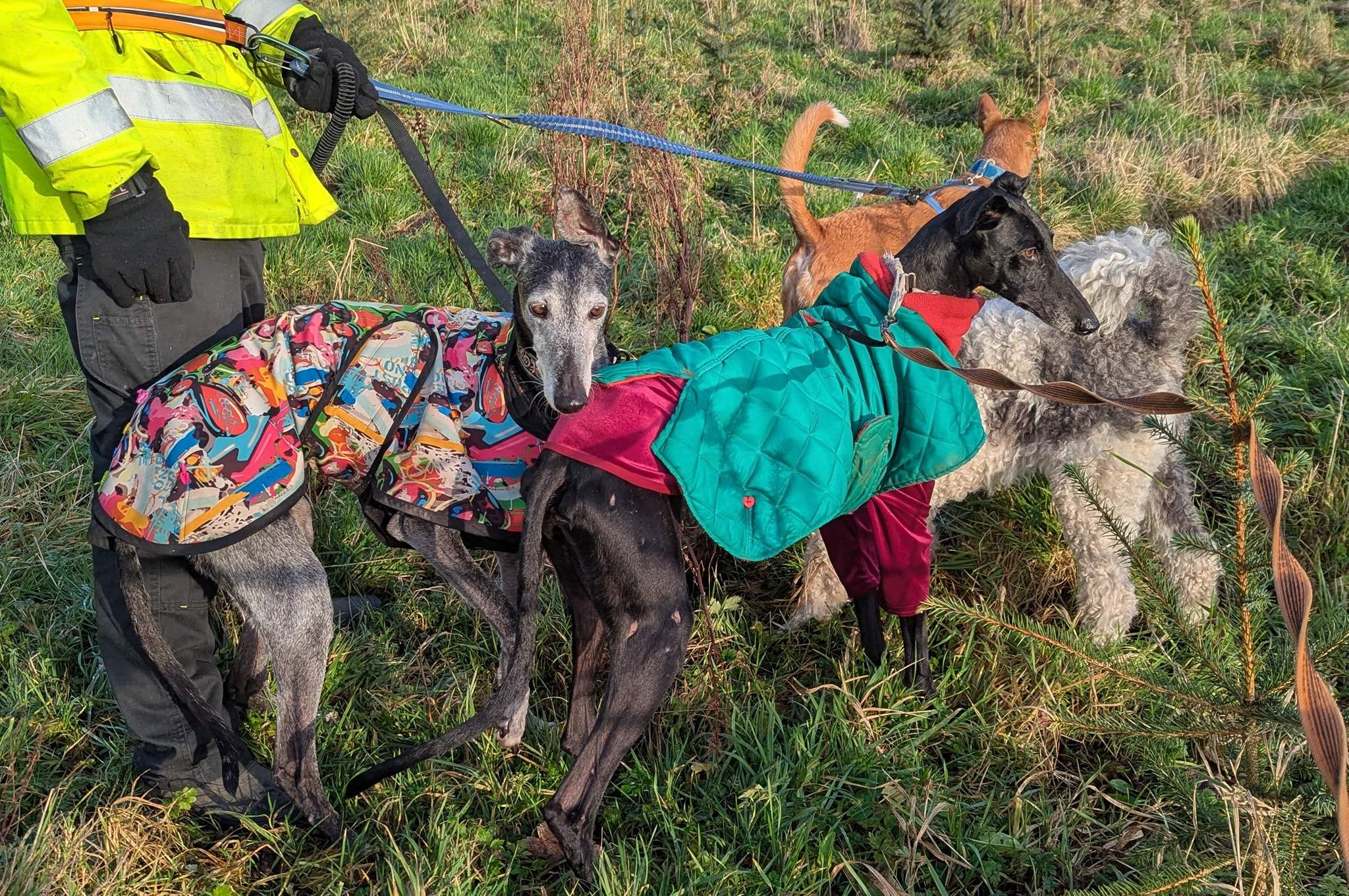 guijo_1183405167333103