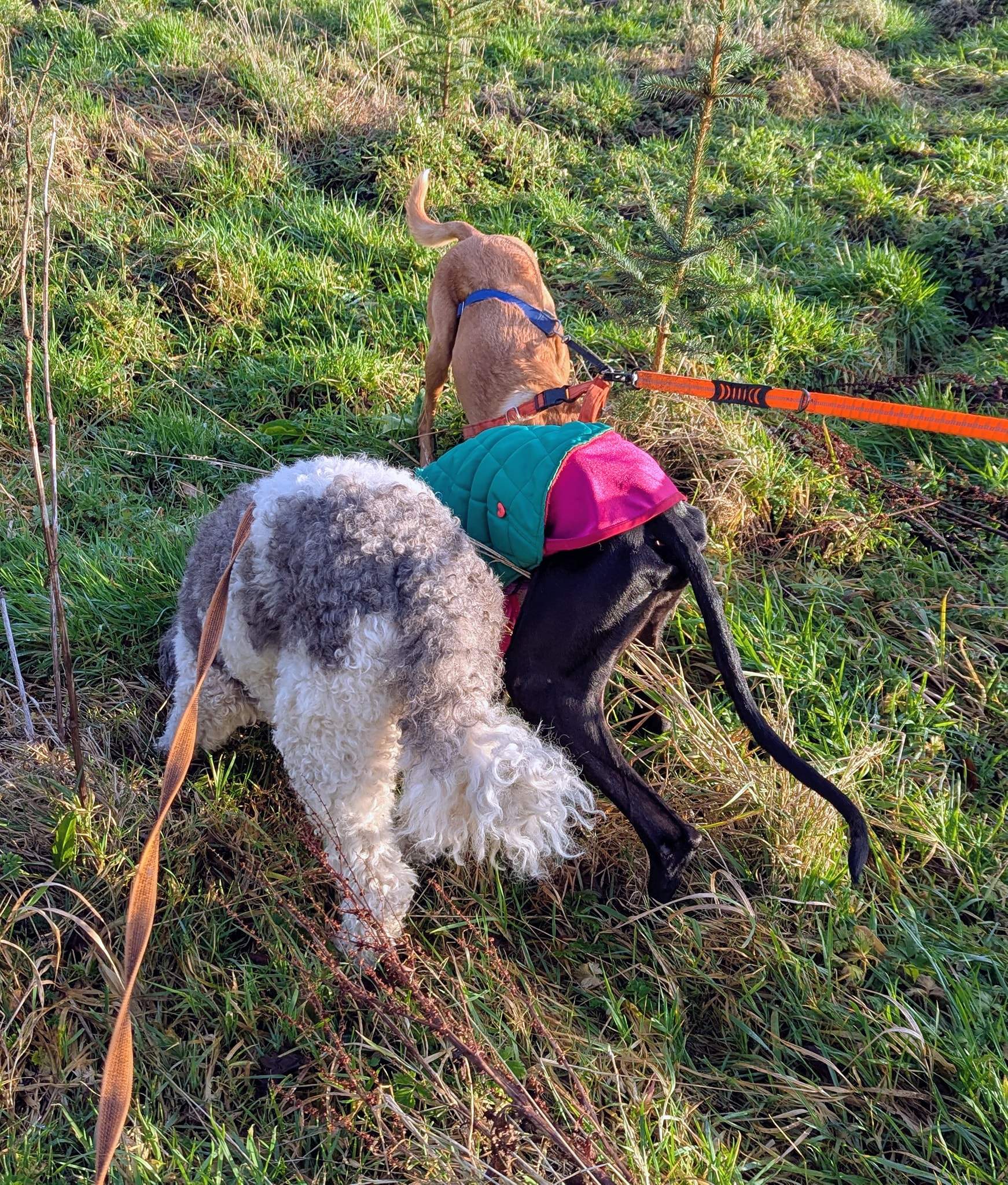 guijo_1183405193999767